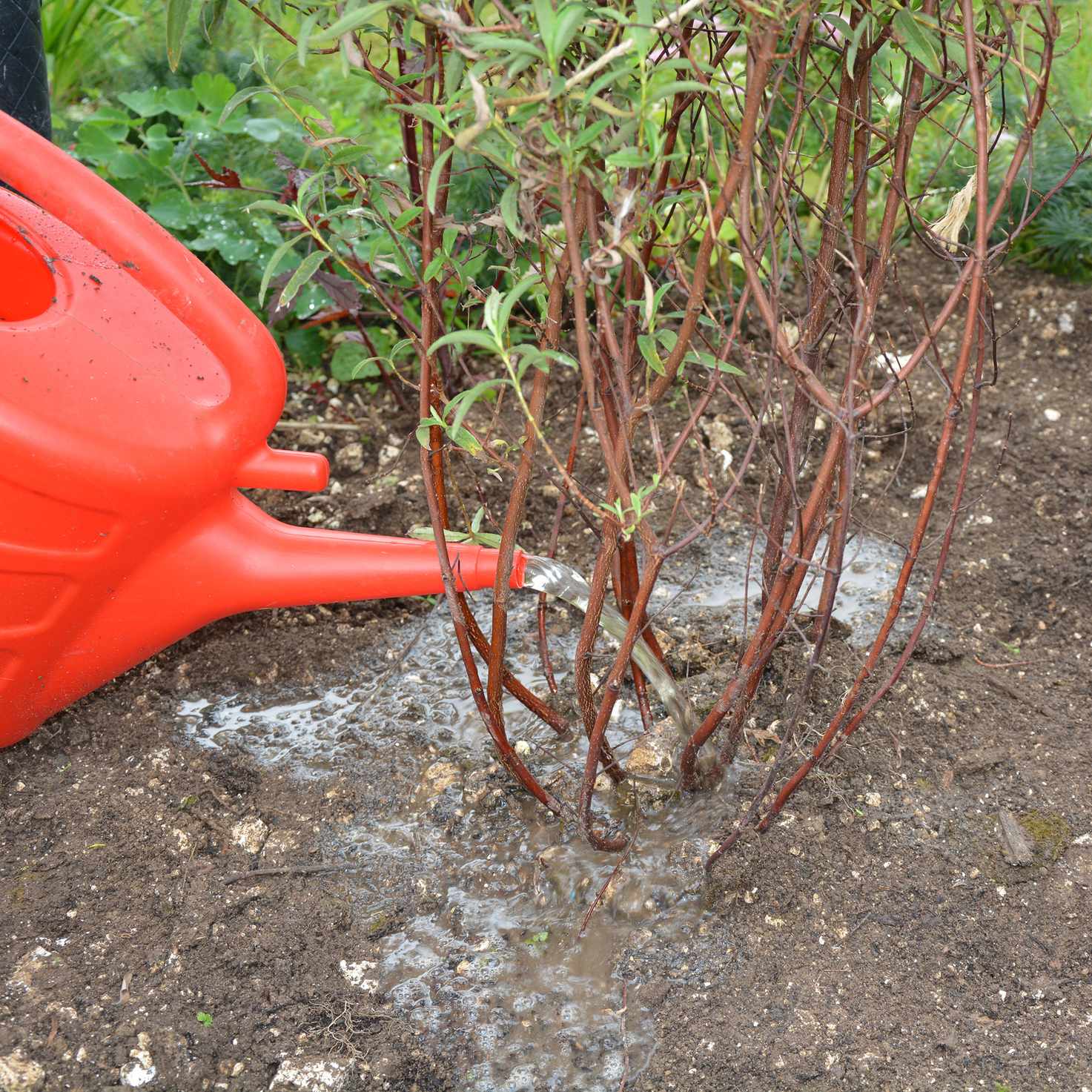 Watering a recently moved shrub