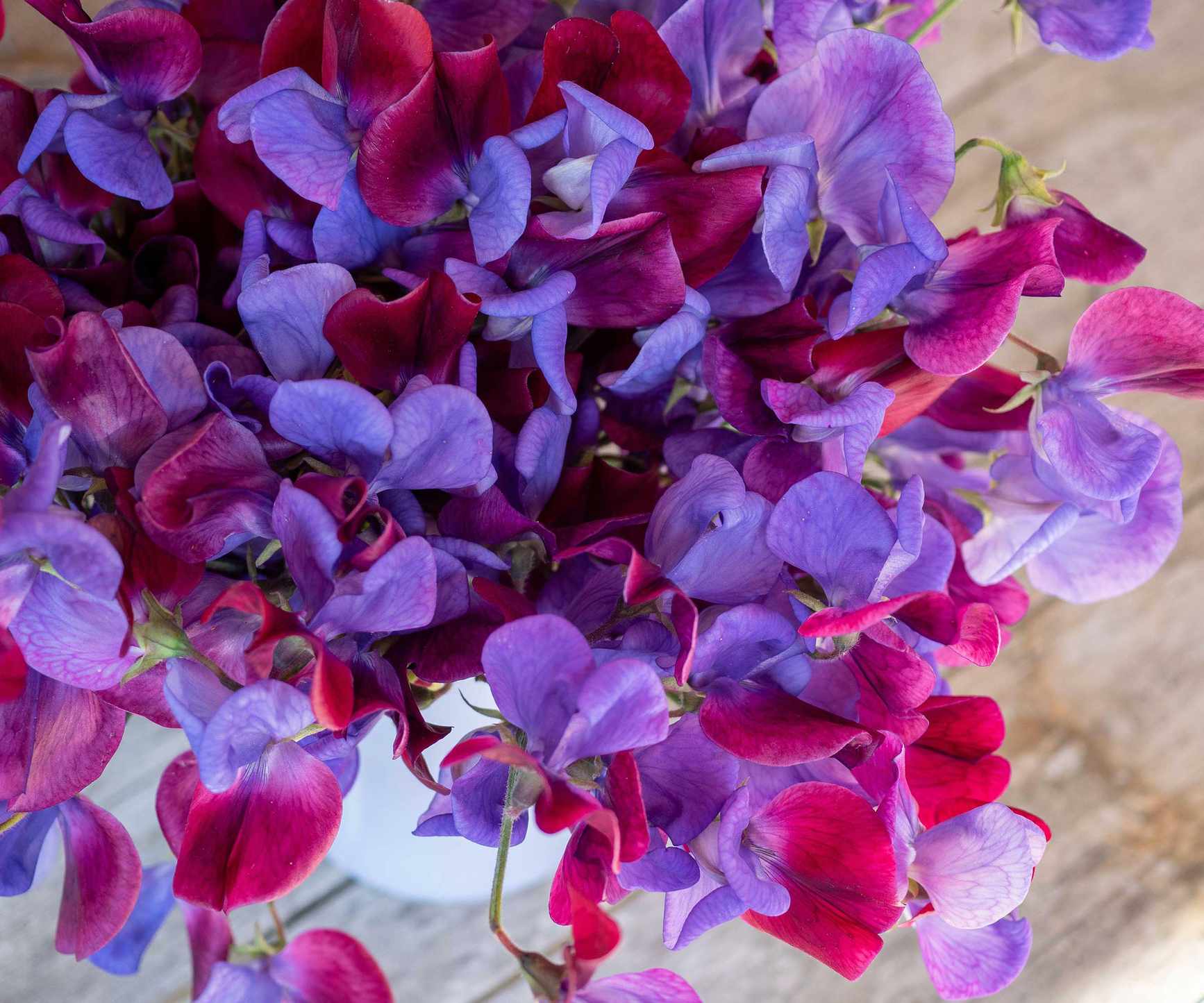 'Cupani' sweet peas in vase