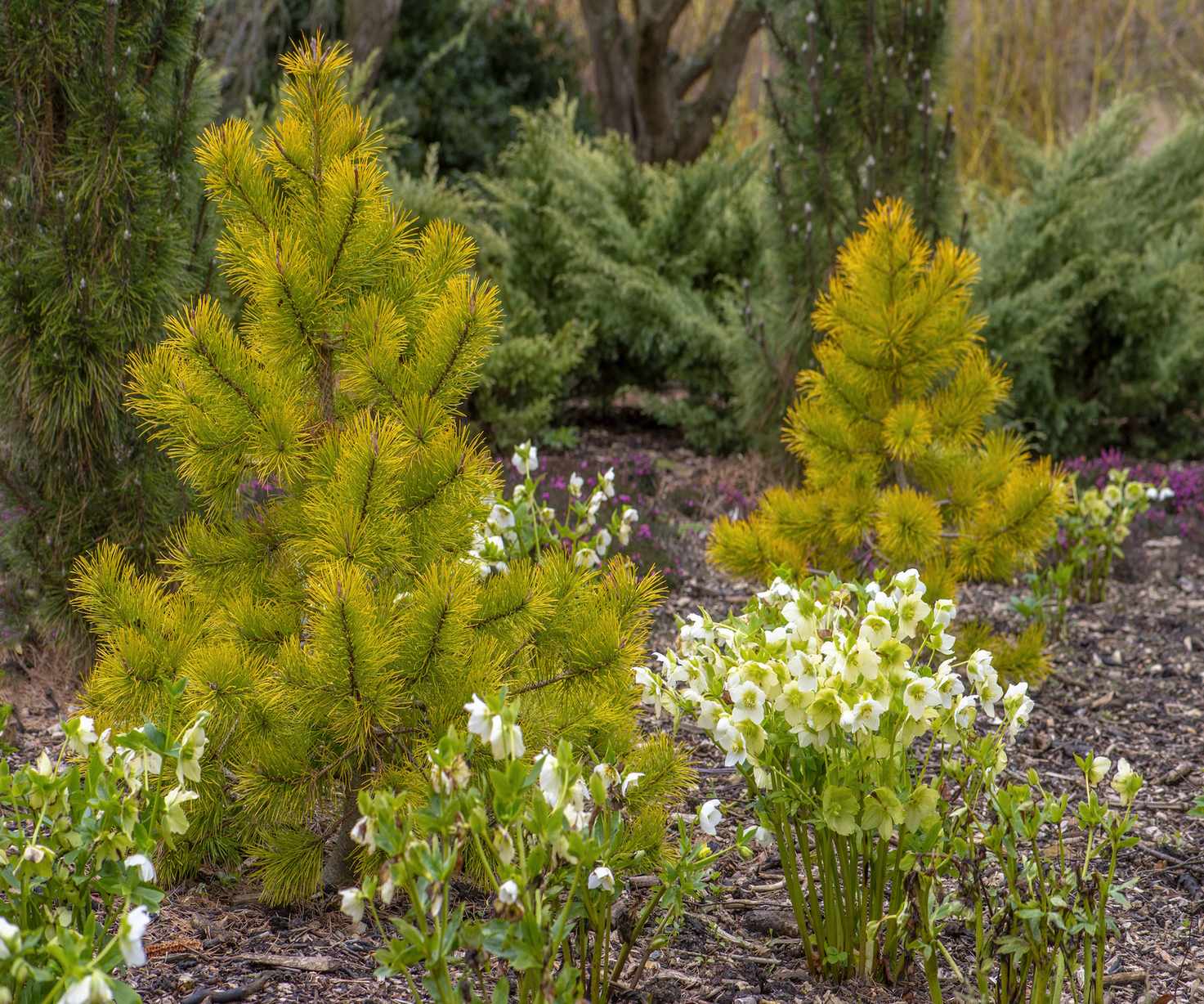Shore pine tree