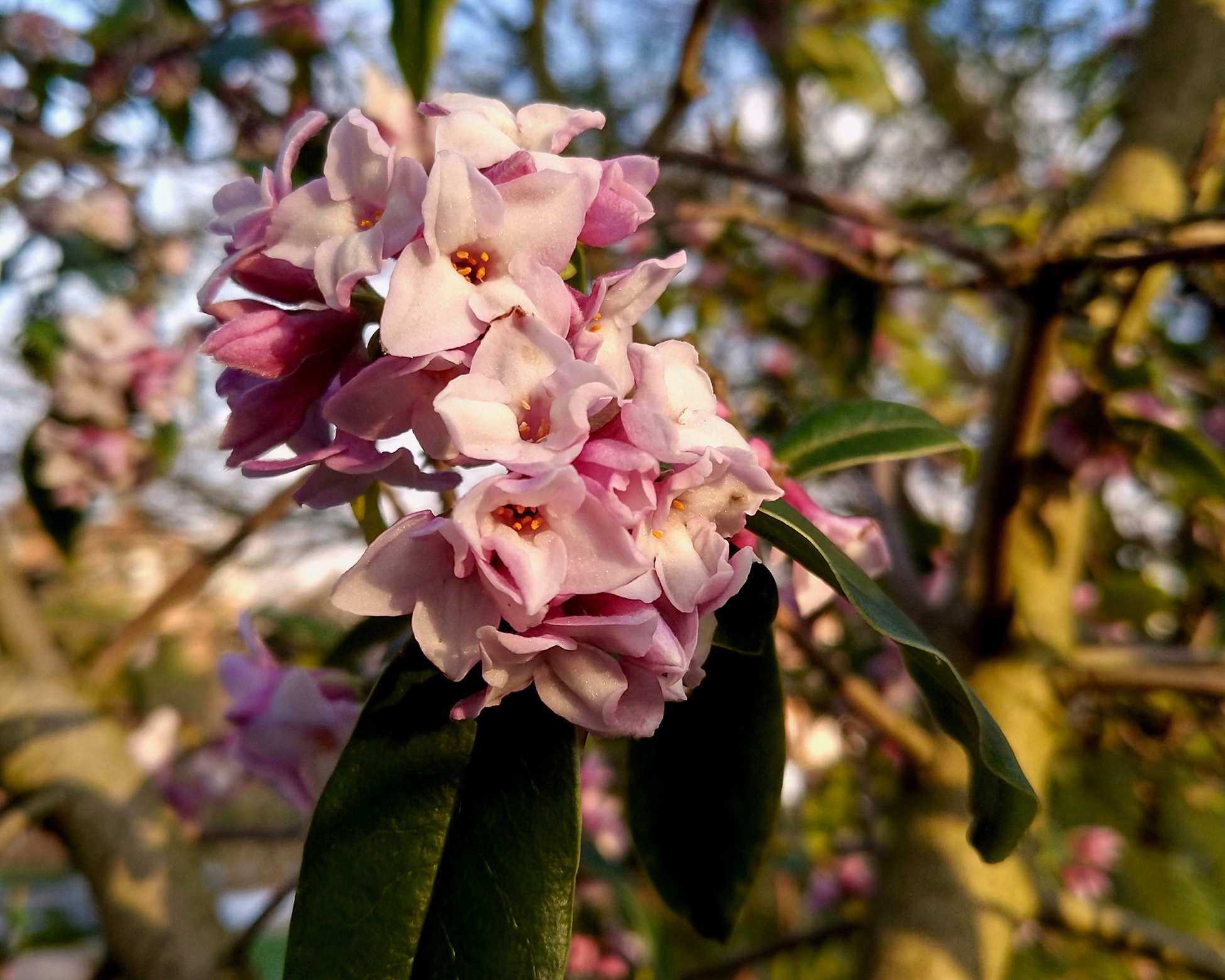 Daphne bholua &lsquo;Jaqueline Postill&rsquo;