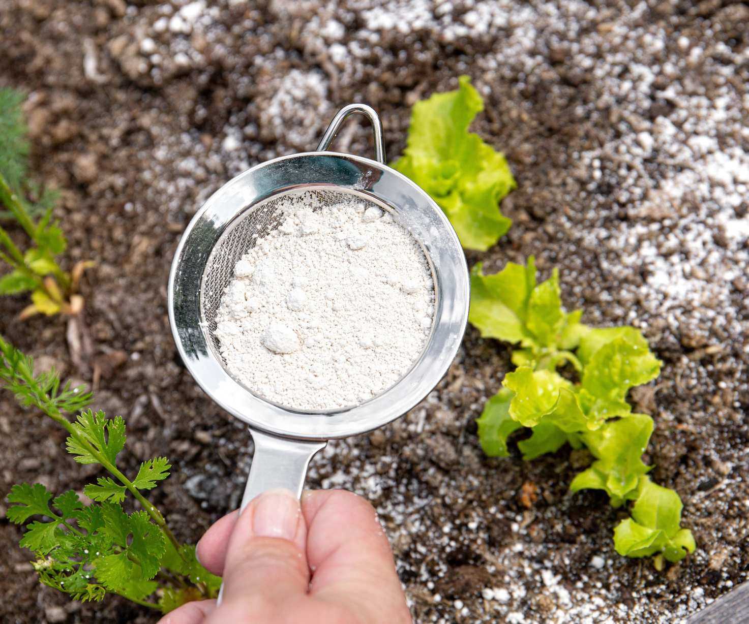 diatomaceous earth being used as pest repellent around lettuce