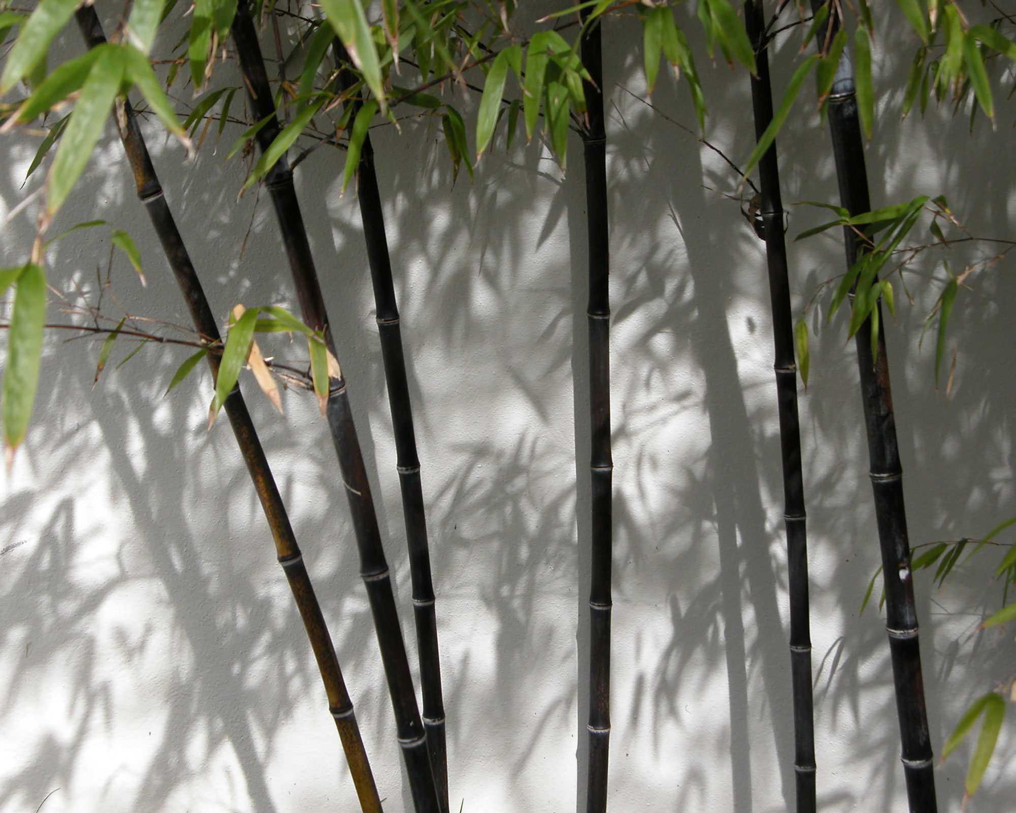black bamboo