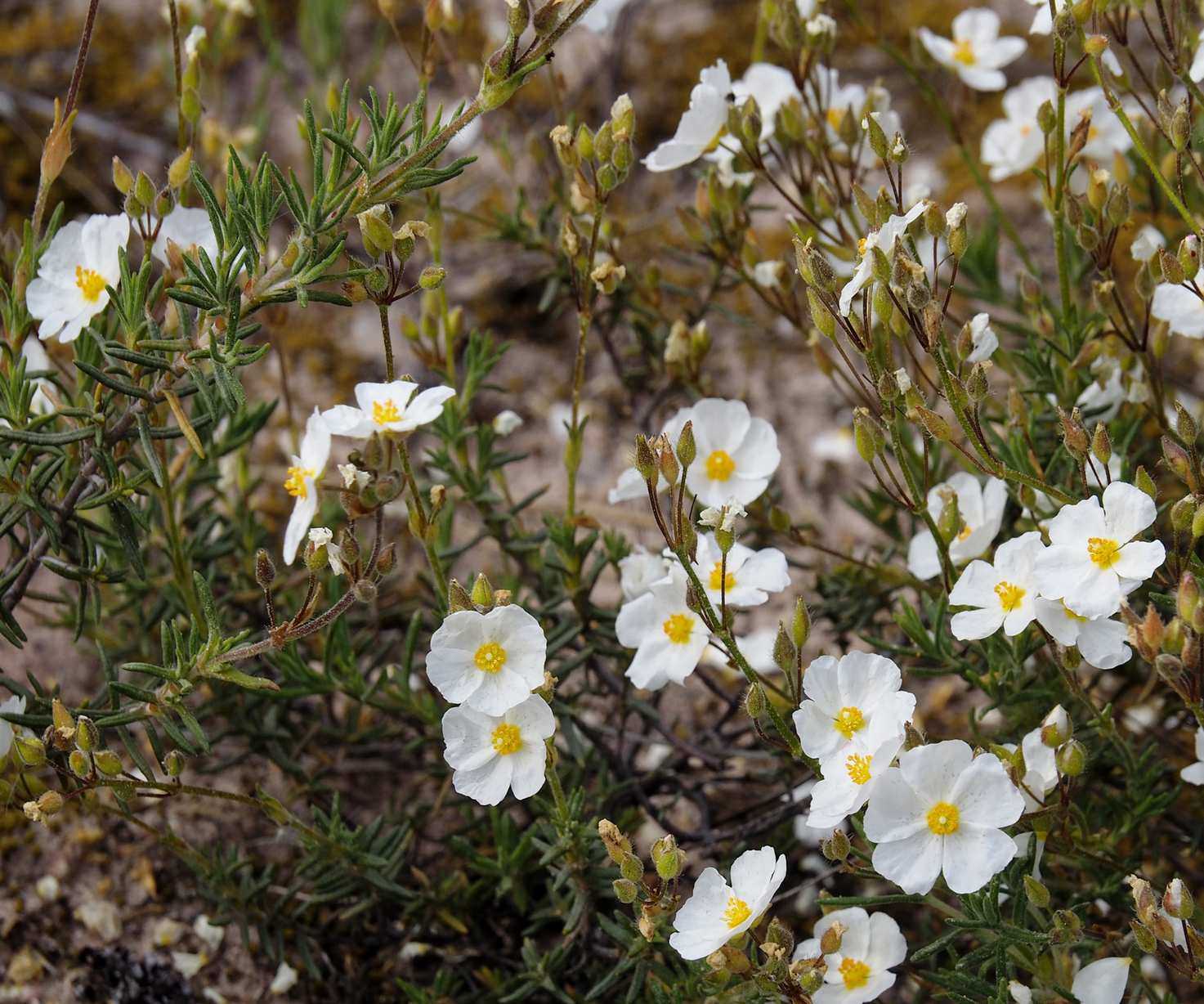 Cistus, rock rose, with white blooms in a garden