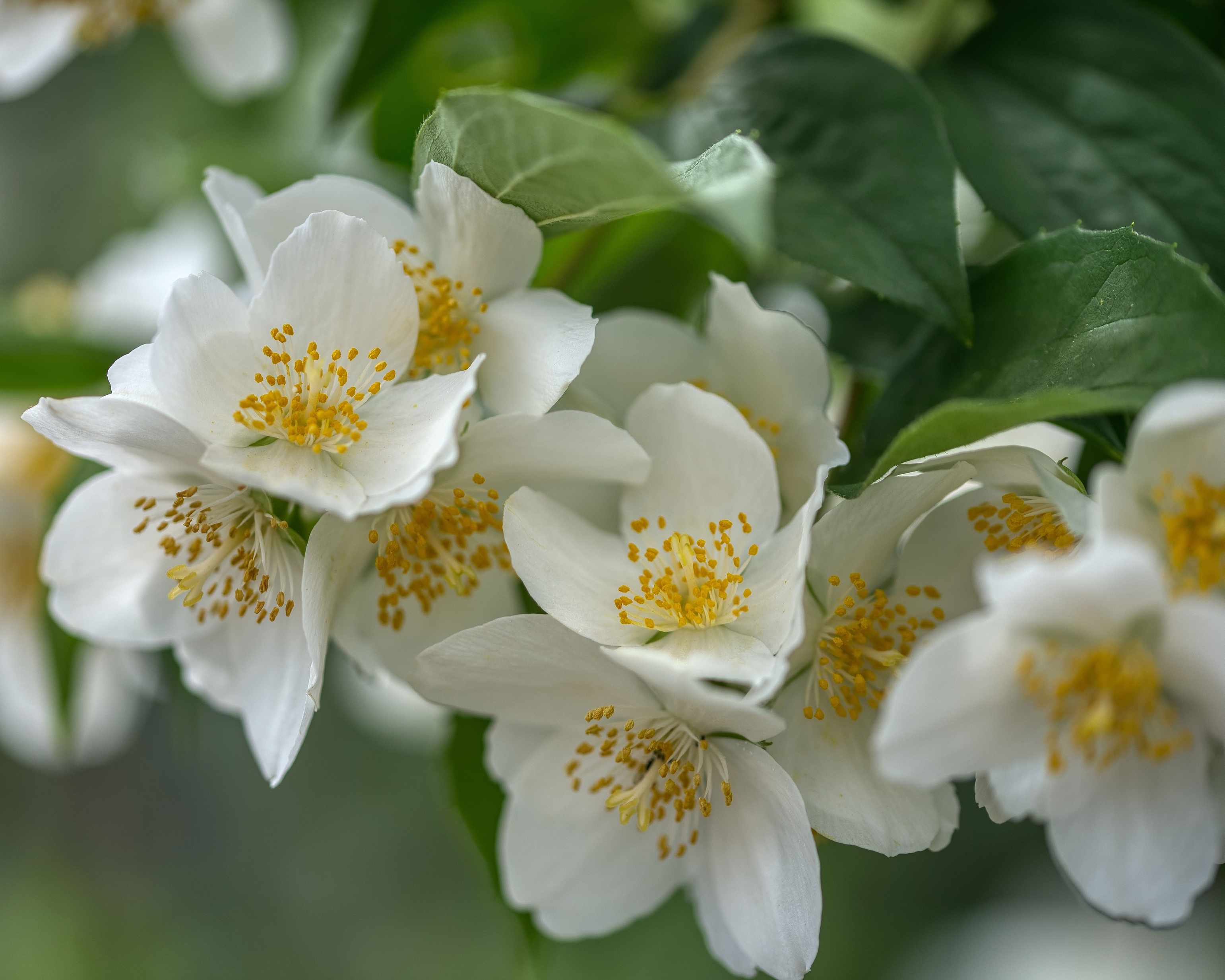 Philadelphus coronarius&nbsp;&lsquo;Aureus&rsquo; or mock orange flowers