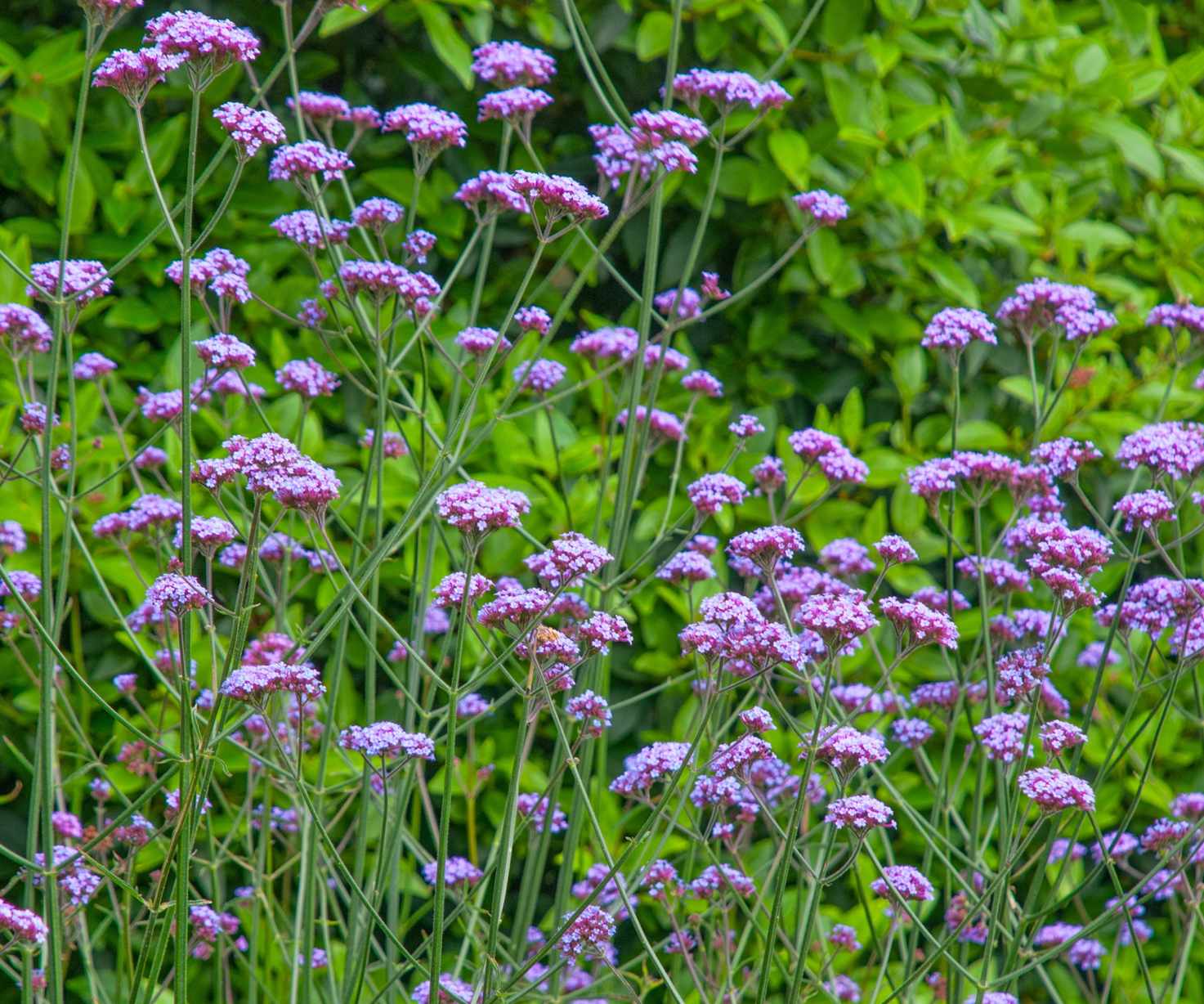 Verbena blooms in flower