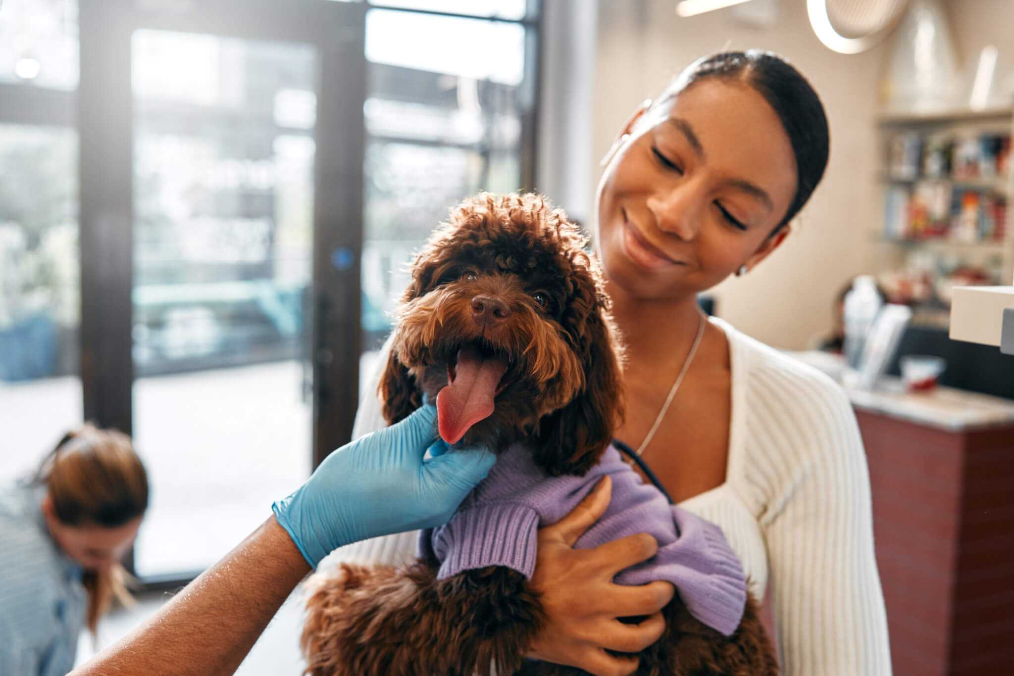 Does Pet Insurance Cover Vaccines? Your Big Pet Insurance Questions, Answered