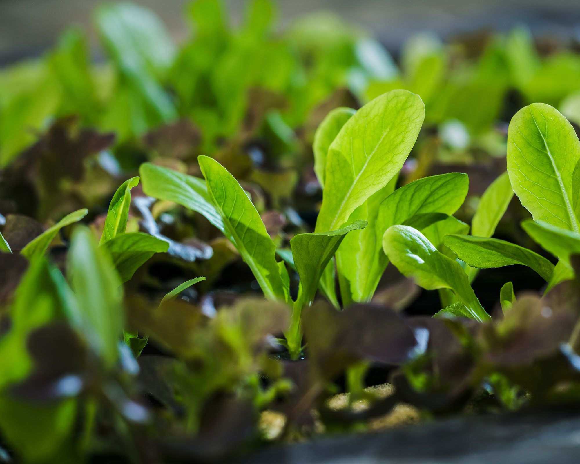 How to grow spinach – indoors or outdoors for healthy leaves