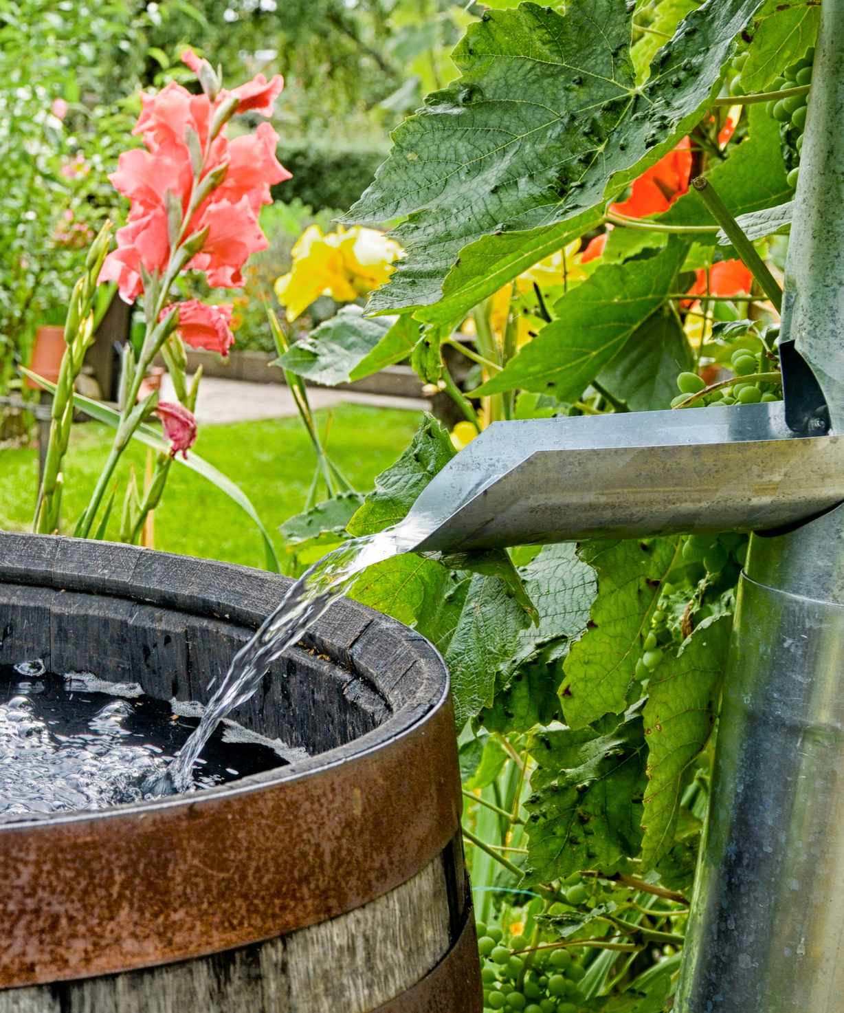 Water flowing down a metal drain pipe into a wooden barrel water butt