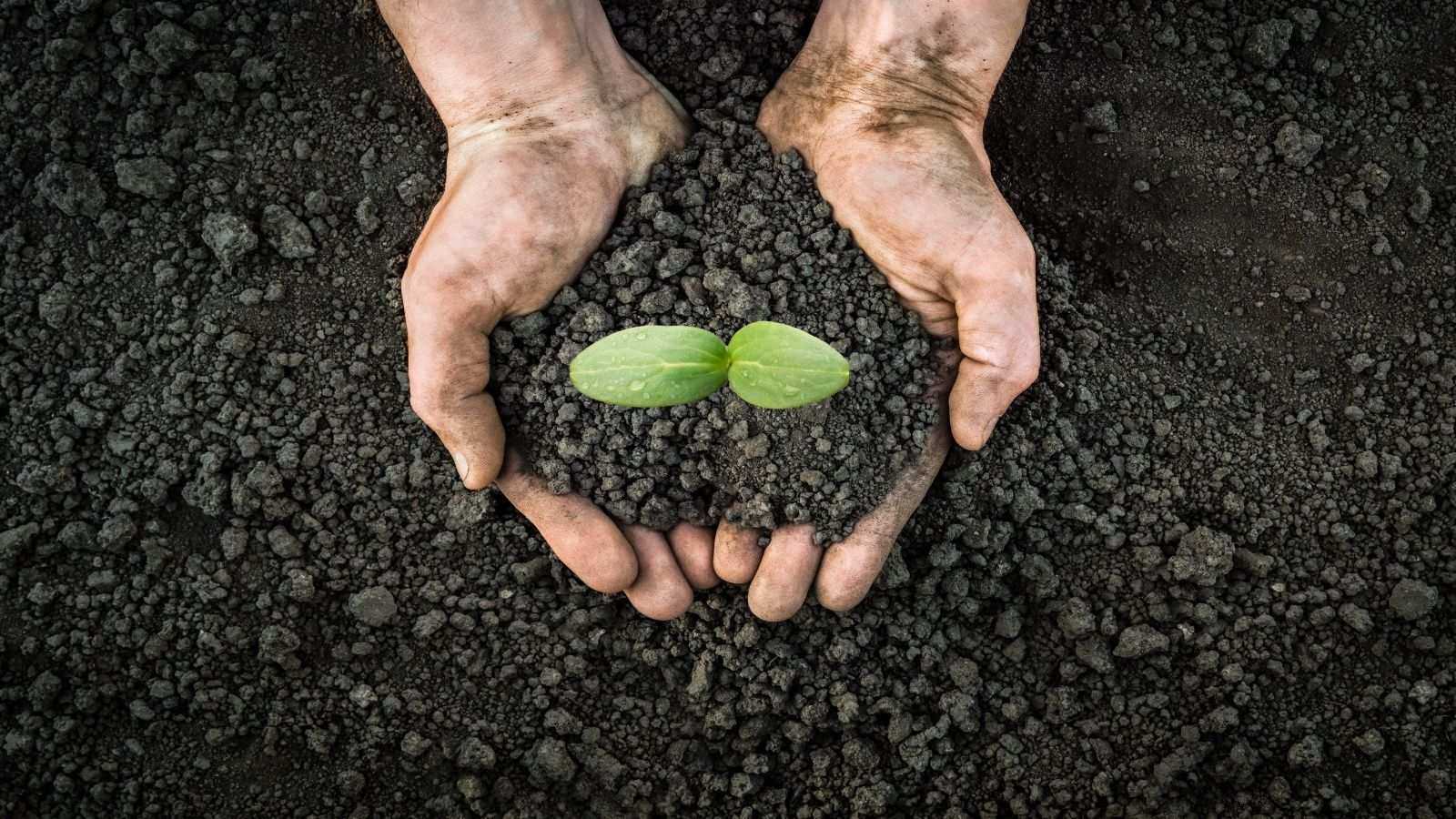 The secrets of soil: Can yard dirt boost our happiness and health?