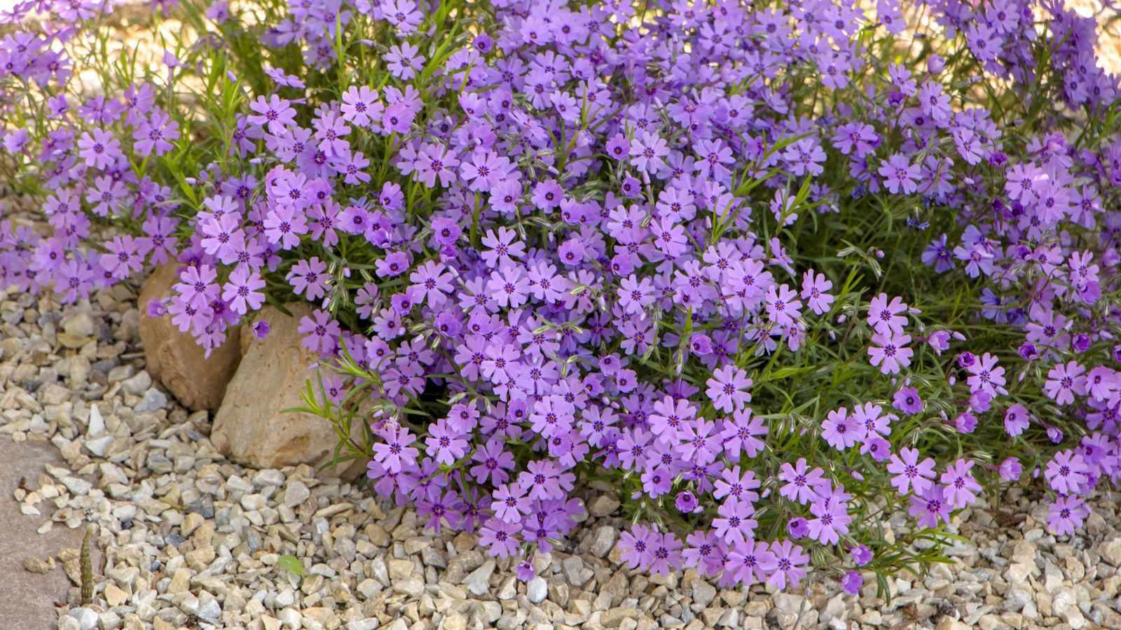 Best ground cover plants – 12 low-lying varieties guaranteed to add color and texture to any space