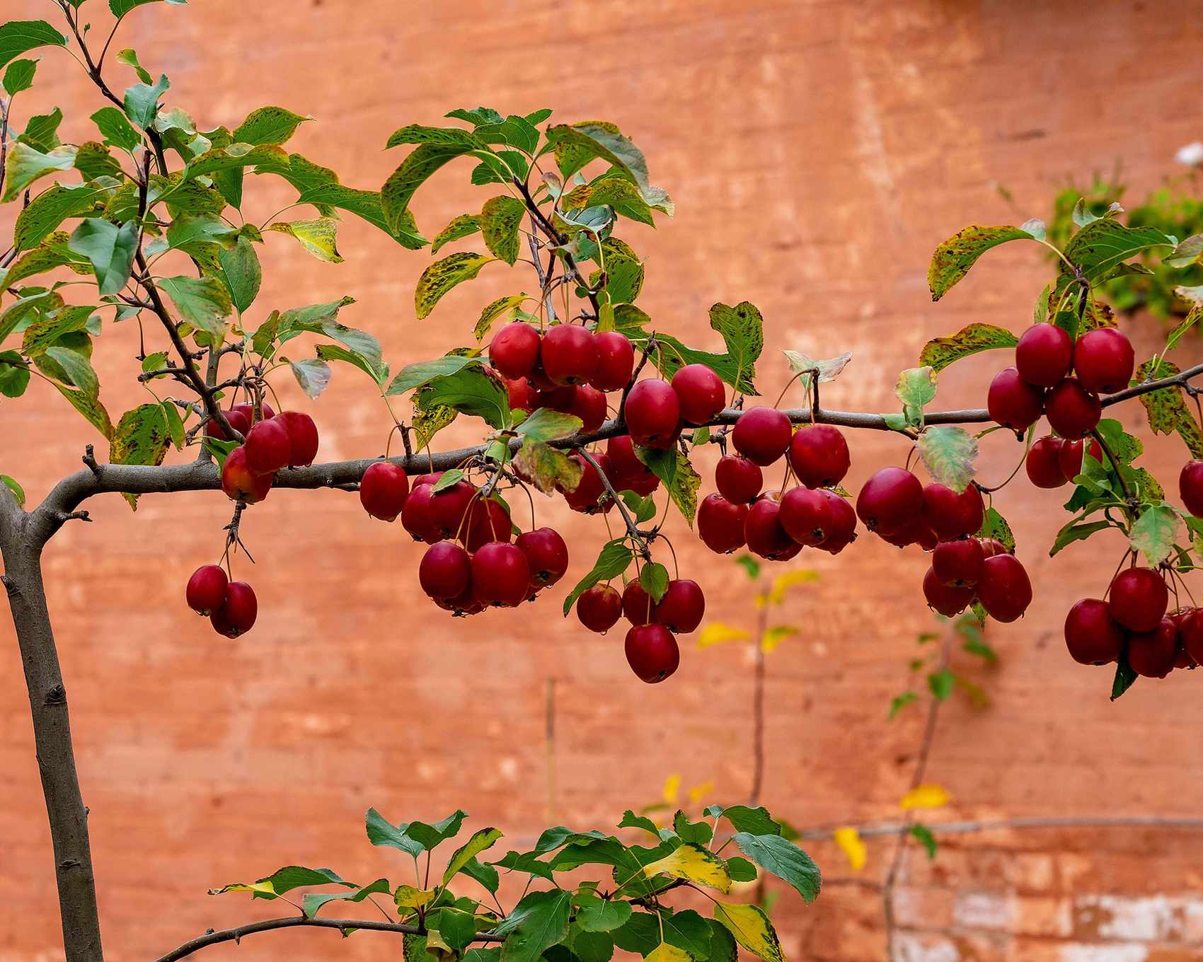 Crab apple trees to espalier
