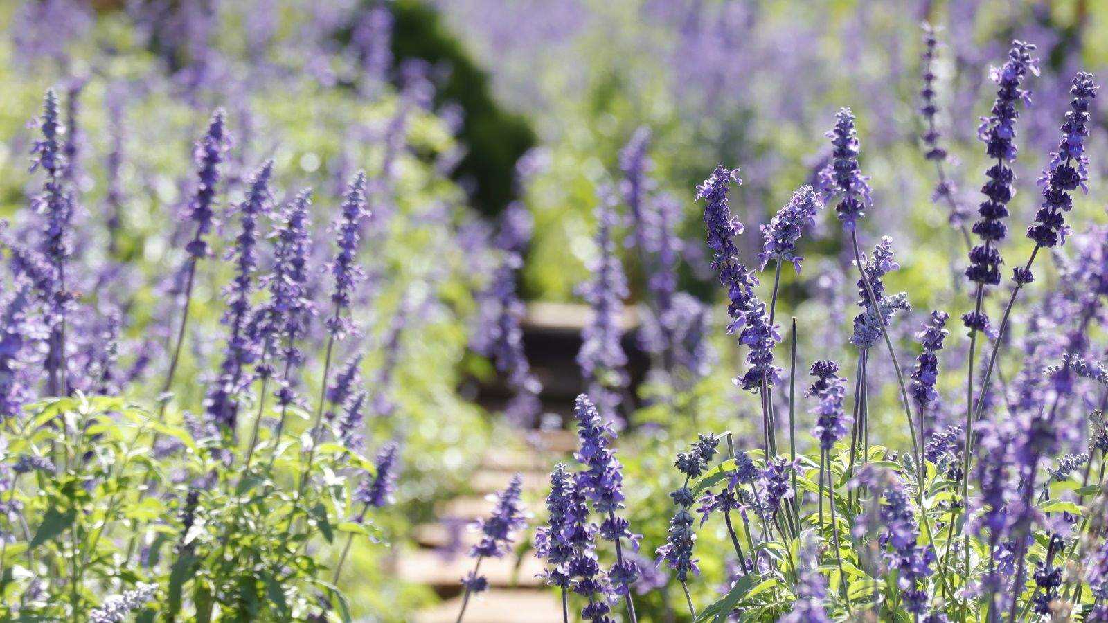 I'm a professional gardener, and this is how to grow salvia in pots, for a fuss-free patio perennial that flowers non-stop all summer