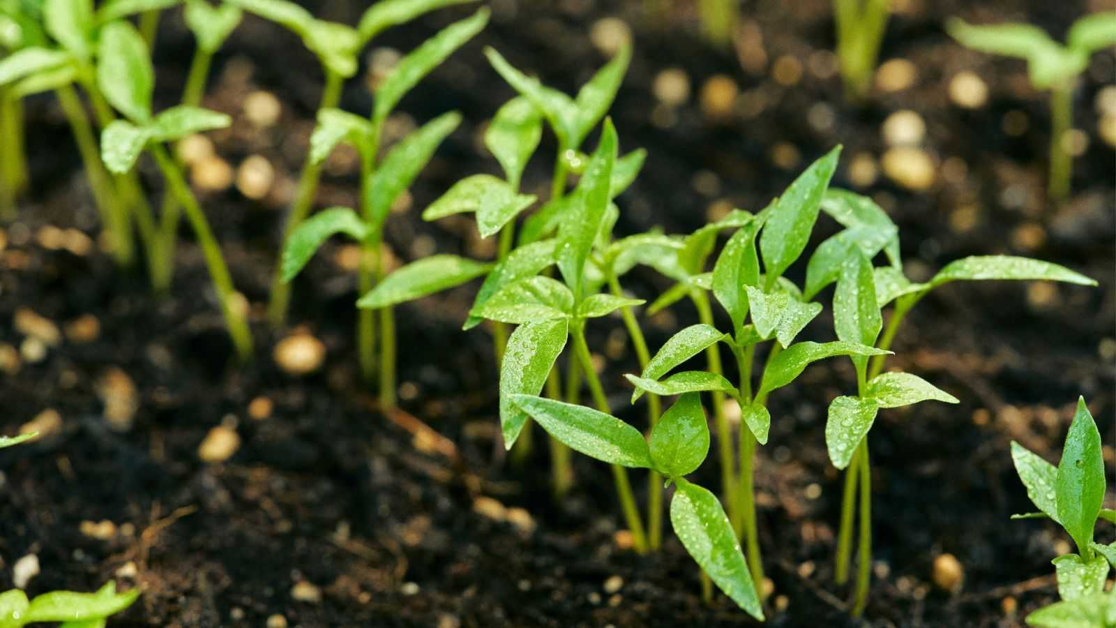 A Heatwave is Sweeping Across Eastern US States Right Now – This is the One Thing You Need to Protect Your Seedlings