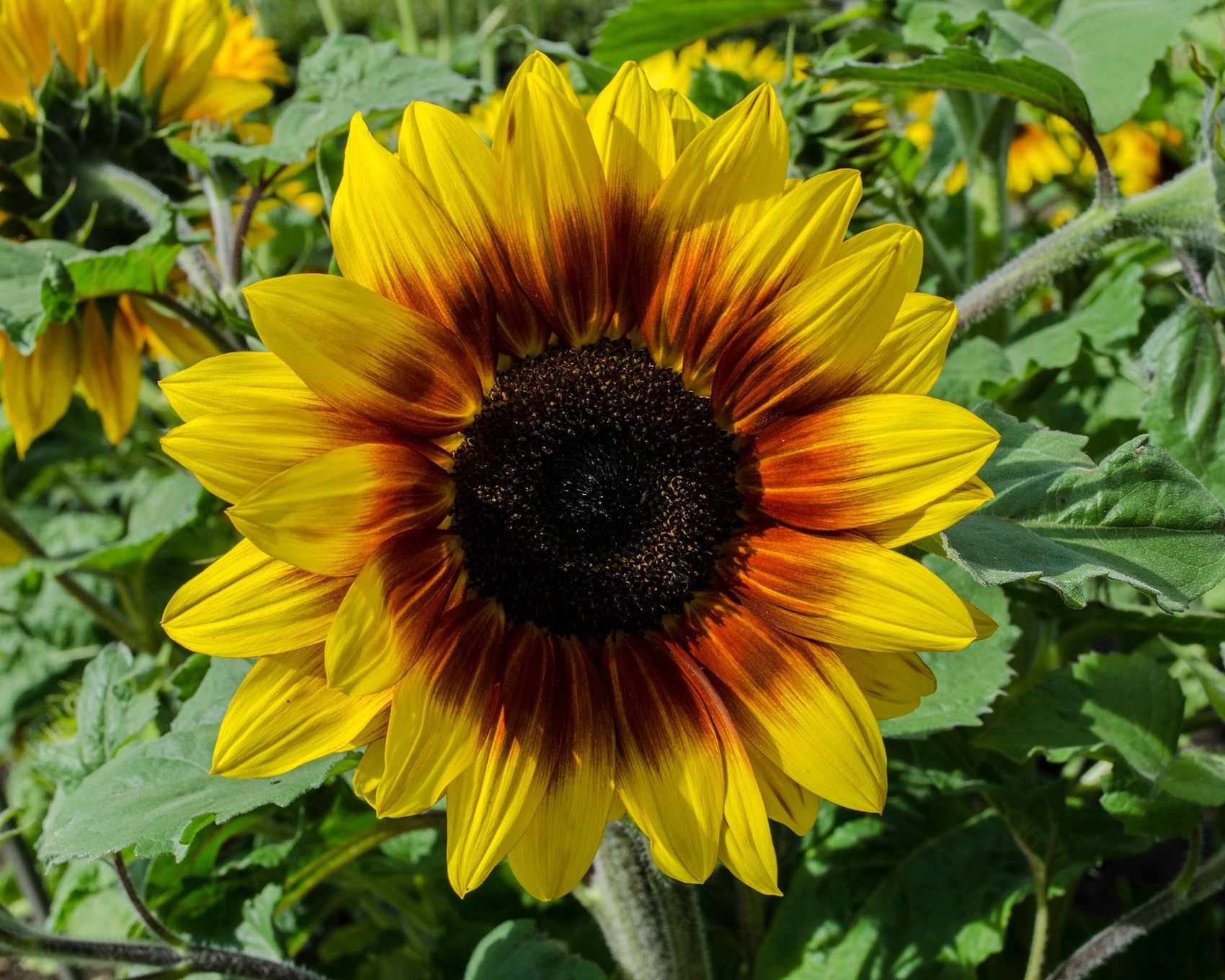 When to plant sunflower seeds – for an eye-catching display