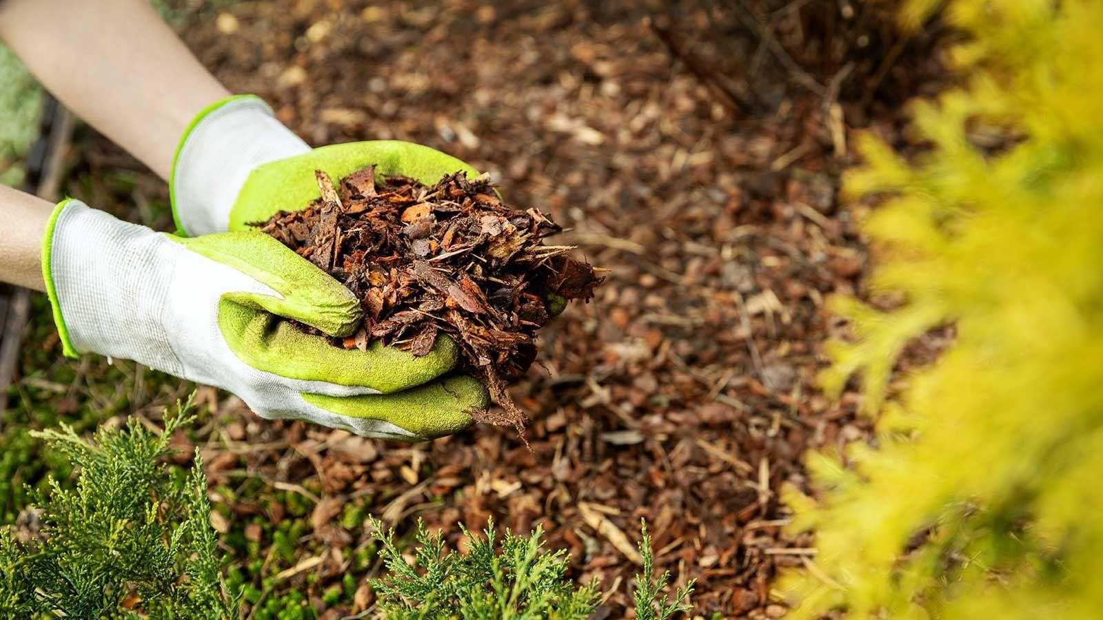 When to mulch flower beds – garden experts reveal their timing tips