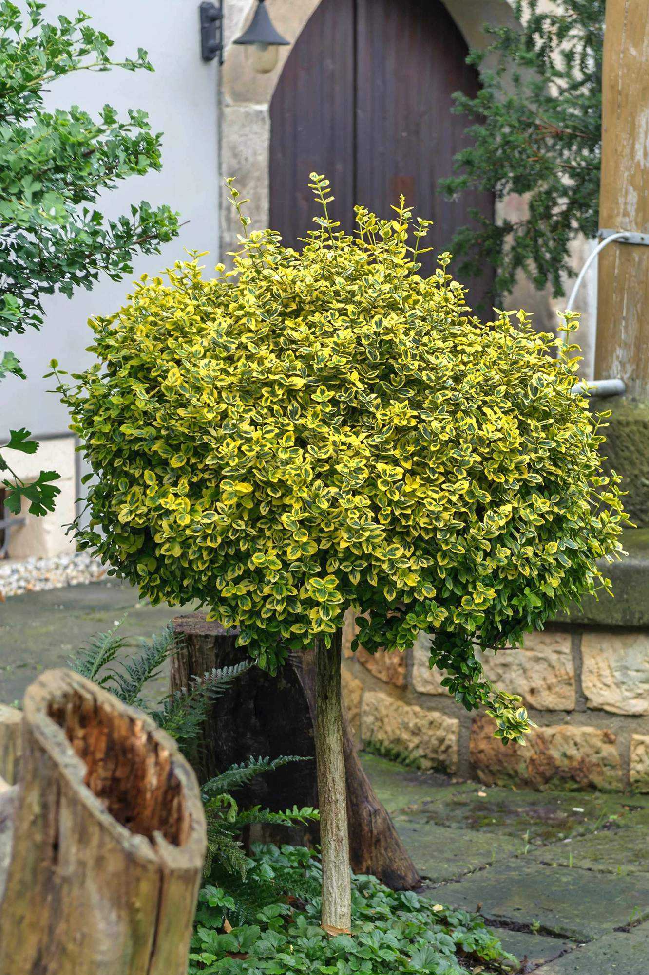 Euonymus fortunei