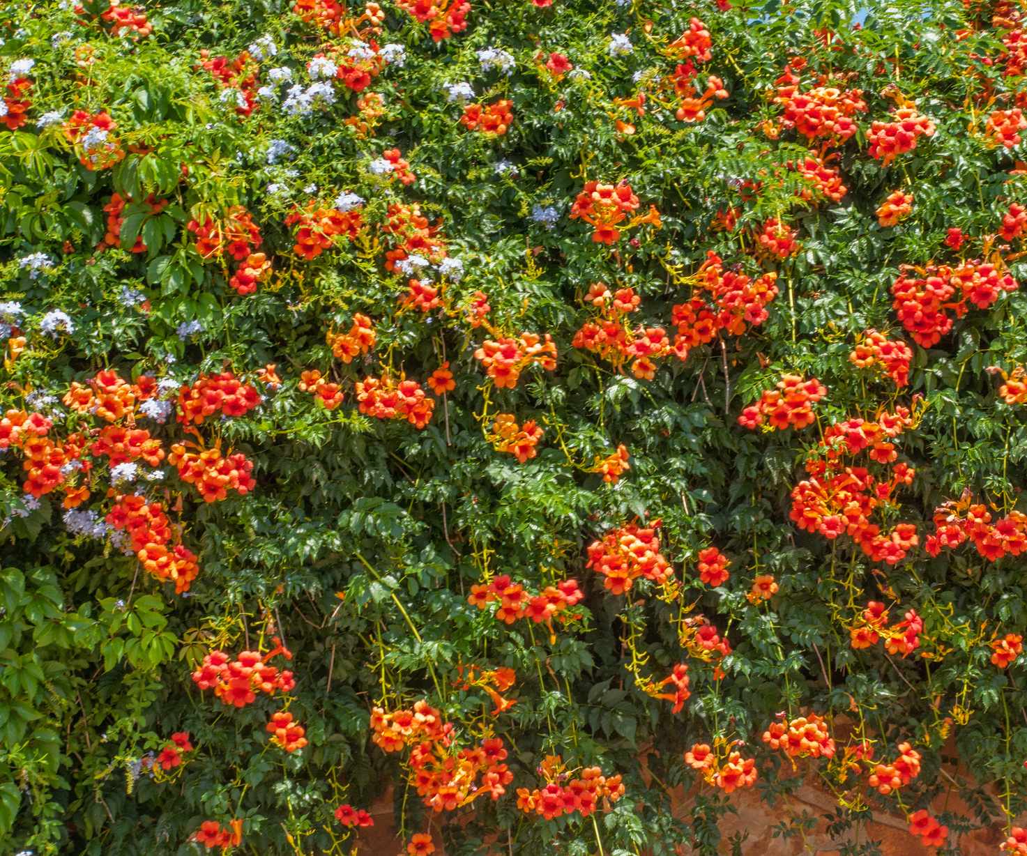 Trumpet vine growing over a garden wall