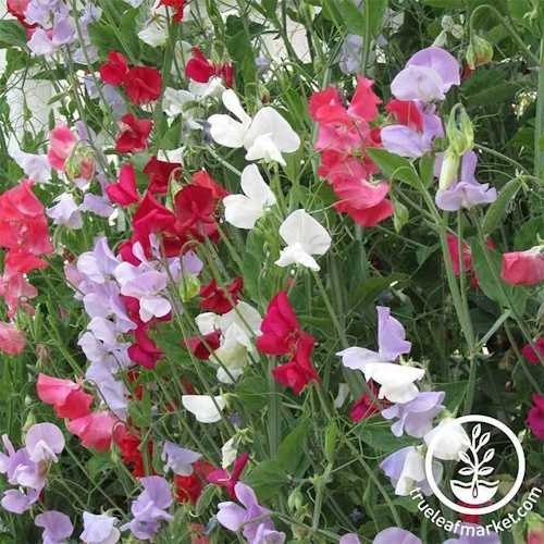 Multi-colored sweet peas