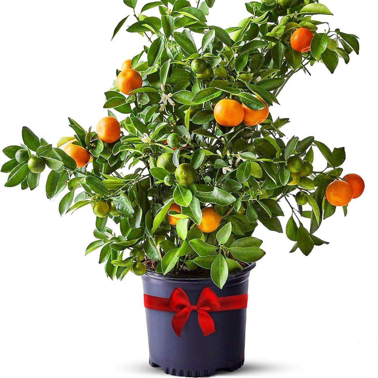 Calamondin Tree Live Plants Outdoor Plant 18-22" Tall - Dwarf Indoor Fruit Trees Live Plants Cannot Ship: Ca, Az/tx/la &ndash; Patio Fruit Plant Pot, Housewarming Gifts, Real Citrus Tree Pot by Via Citrus
