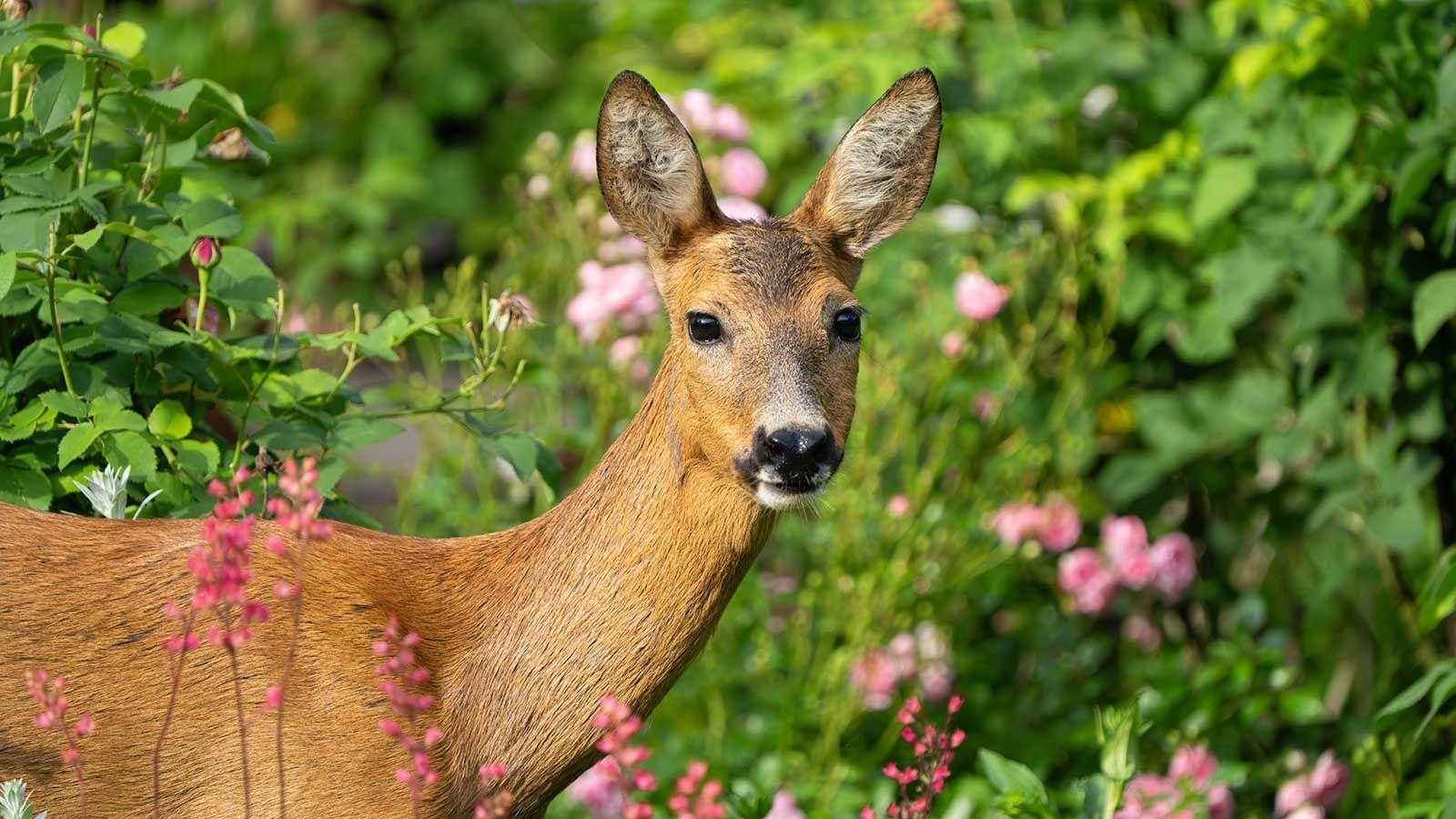 Discover Your Birth Month Backyard Animal – And the Symbolic Meaning Behind It