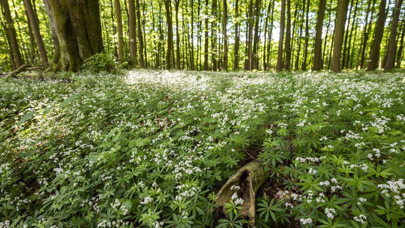 Easiest ground cover plants to grow – 5 expert-approved species that will quickly fill challenging areas of your yard
