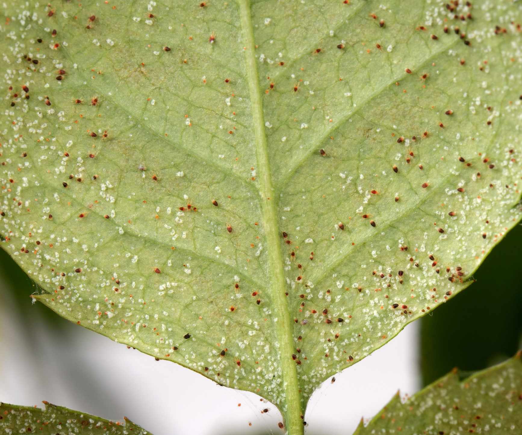 Spider mites and their eggs on the underside of a leaf