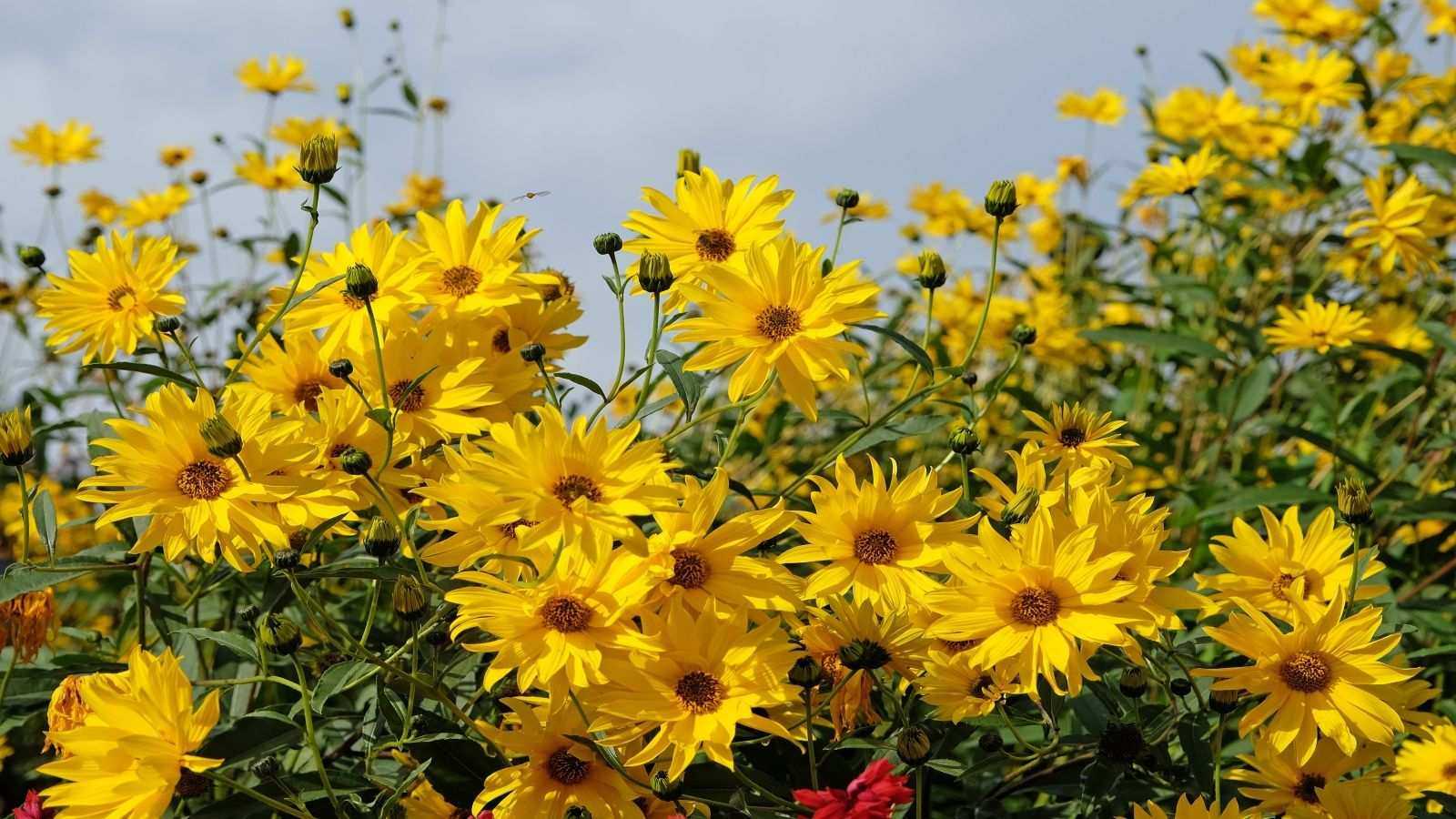 How to prune sunflowers – expert advice for brilliant blooms and healthy plants