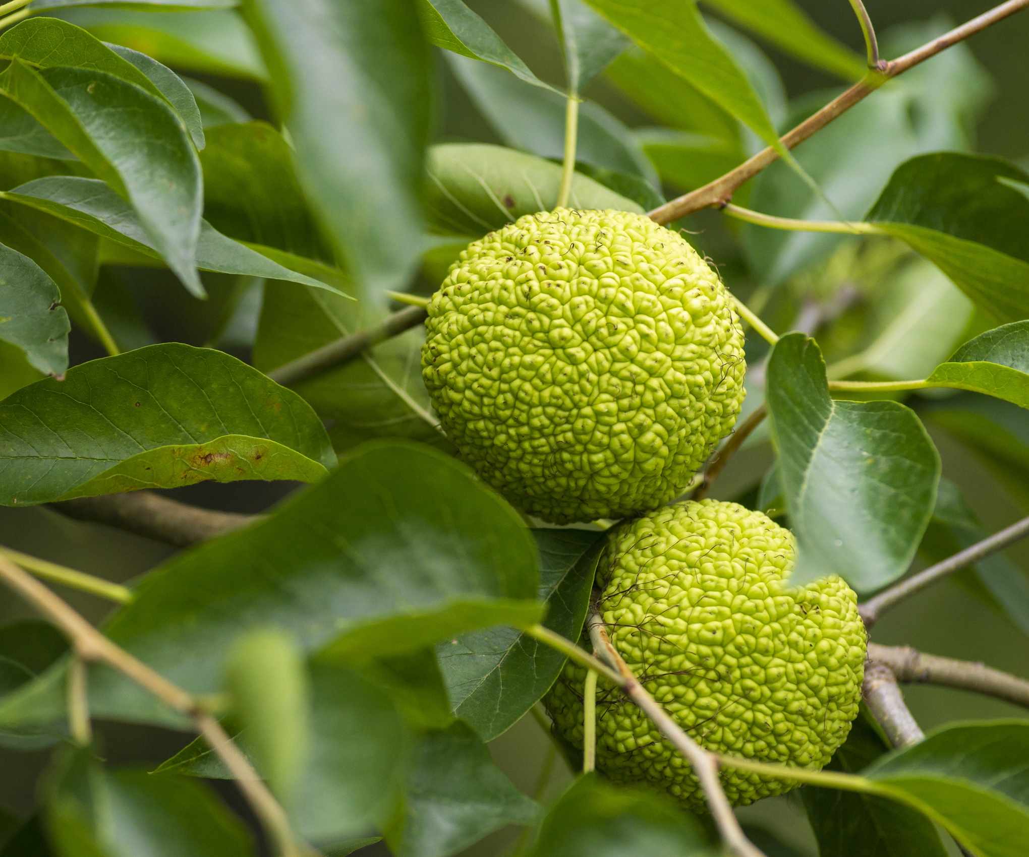 Osage orange, Maclura pomifera