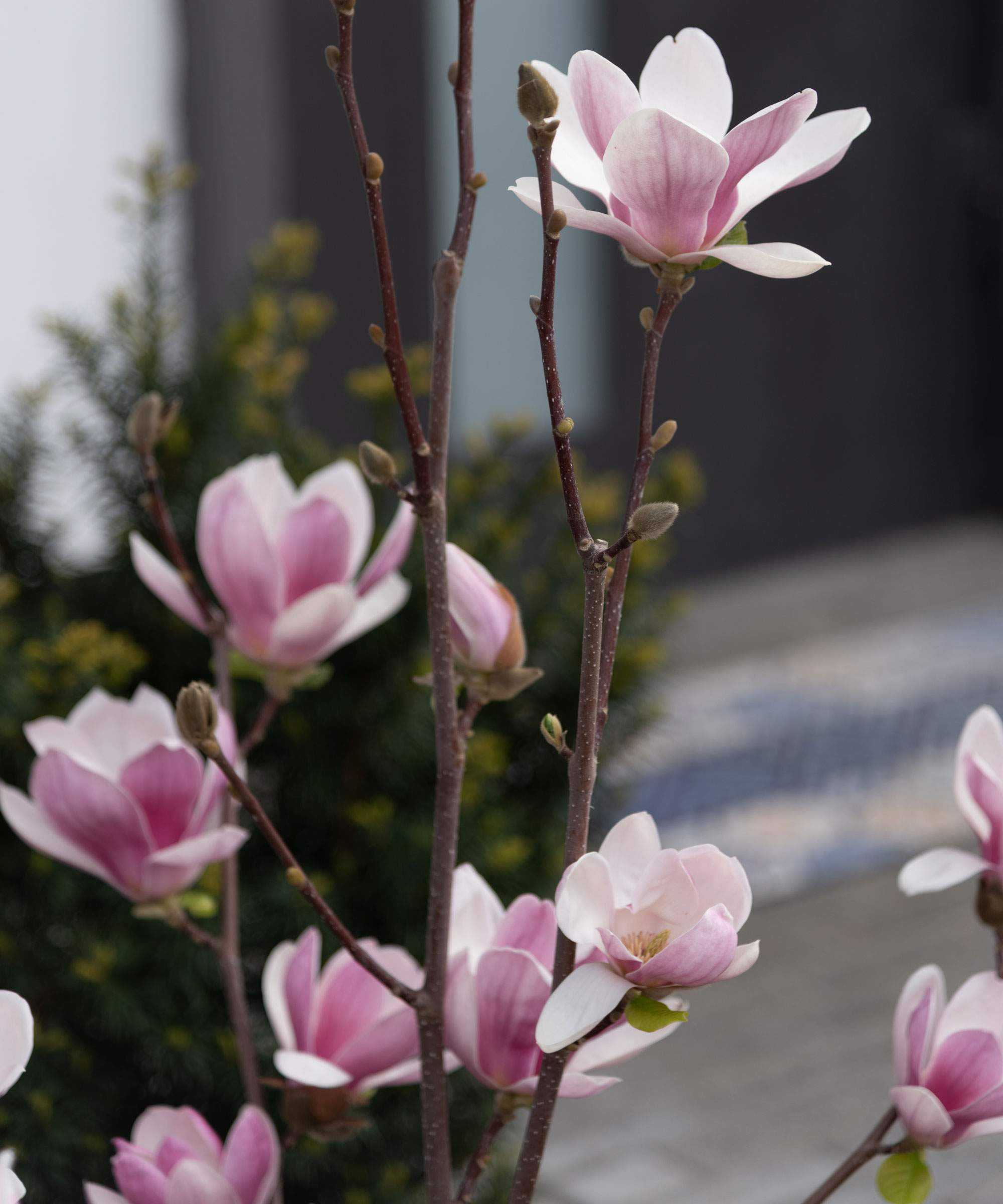 magnolia tree