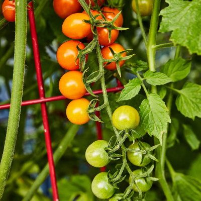 Sungold Tomato