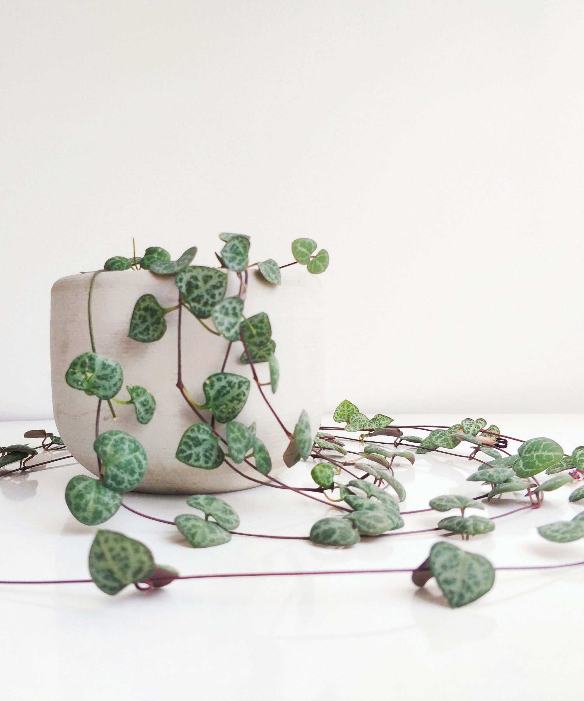 String of hearts plant in a white pot