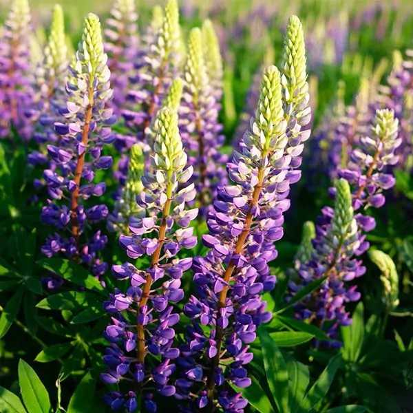 Blue lupin in flower