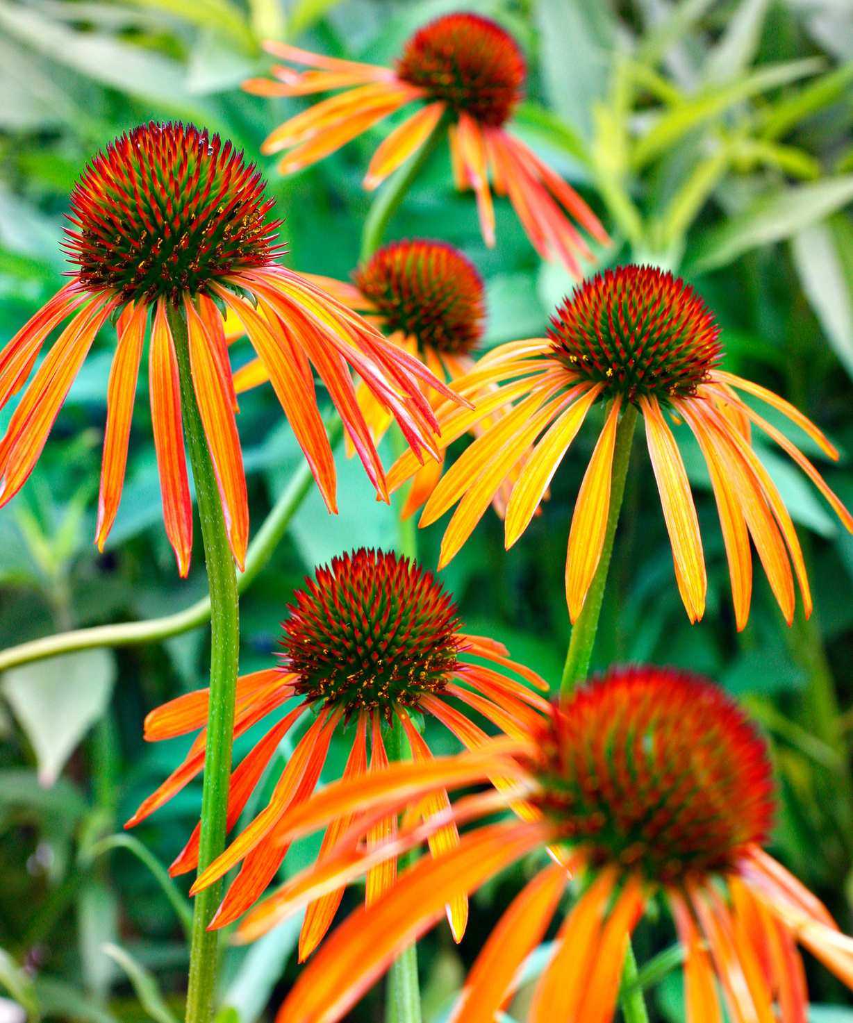 coneflower variety Art's Pride in cottage garden border