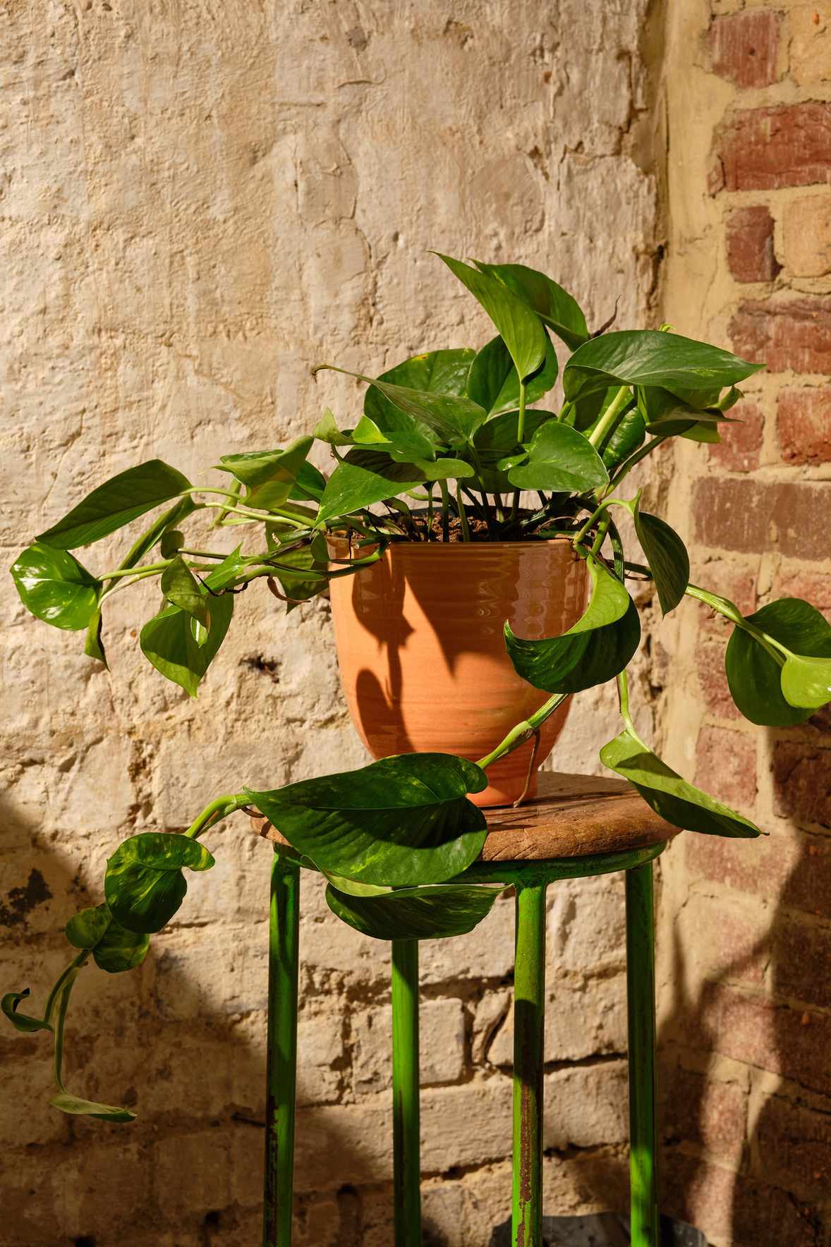Epipremnum houseplant from Forest