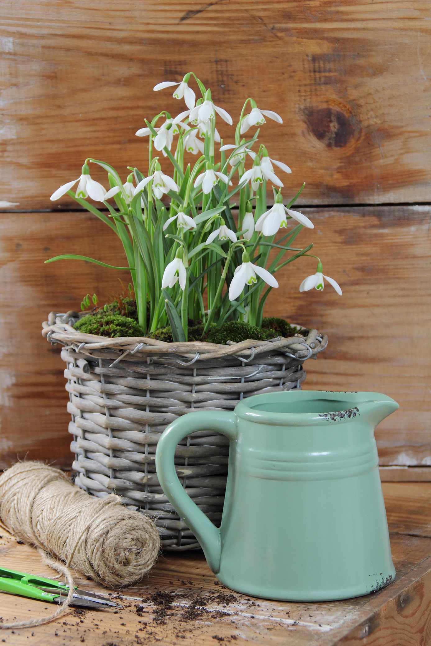 snowdrops forced and potted as winter houseplants