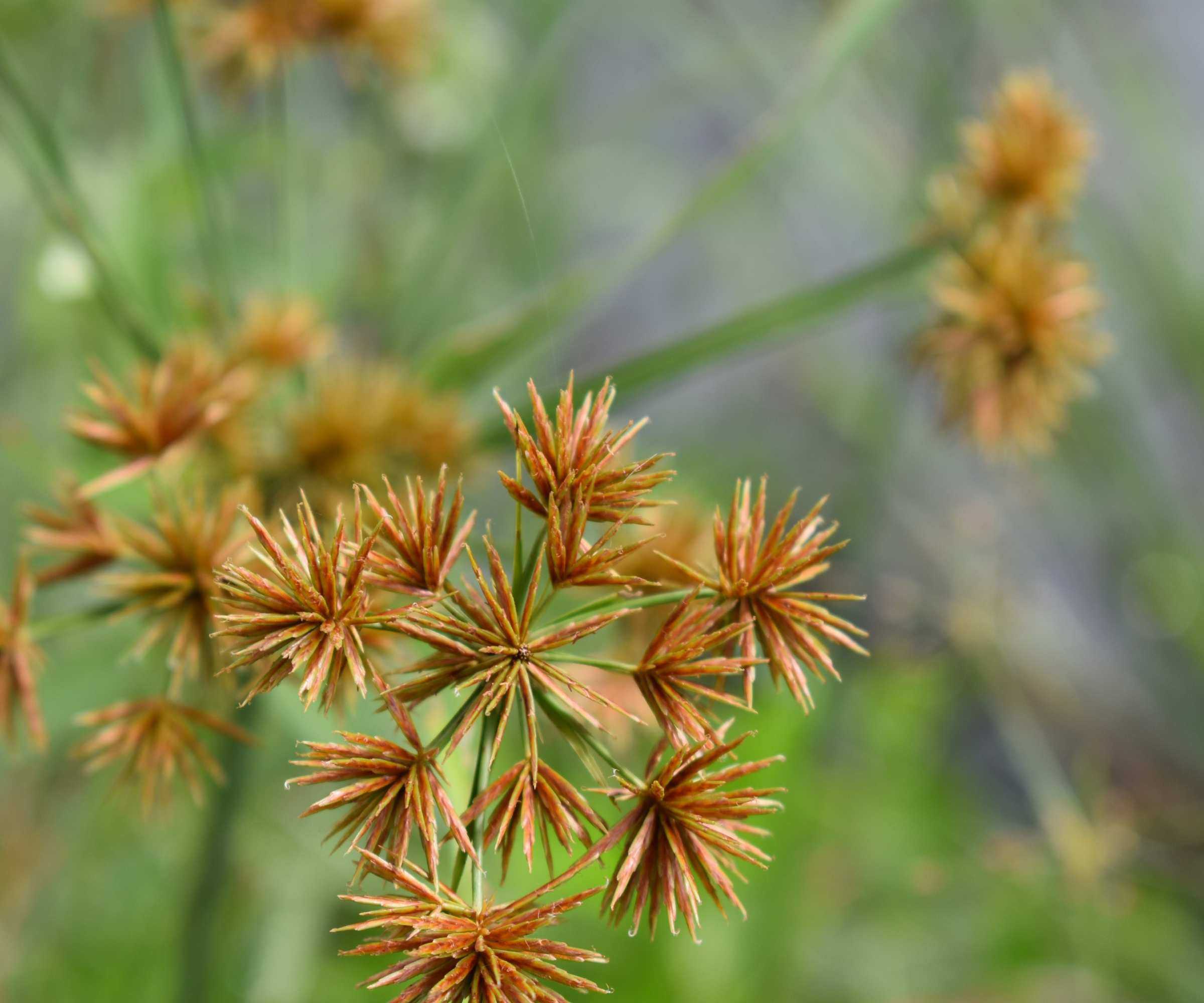 Nutgrass in a garden with brown flowers during summer