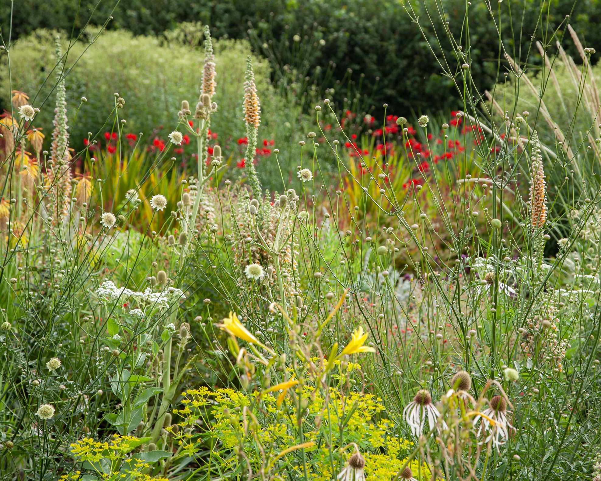 garden with green, yellow and red color scheme