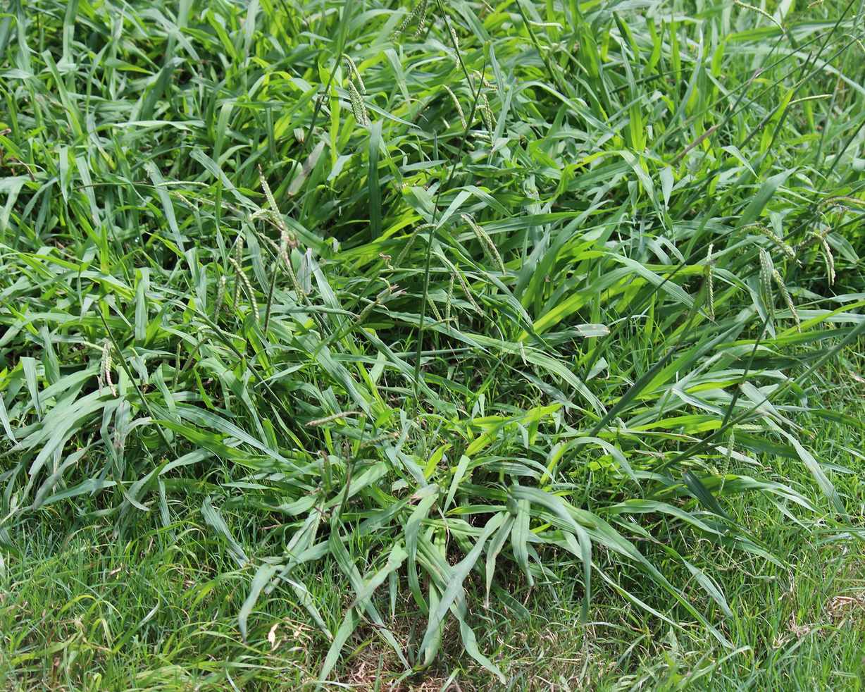 How to get rid of crabgrass – easy steps to a weed-free lawn