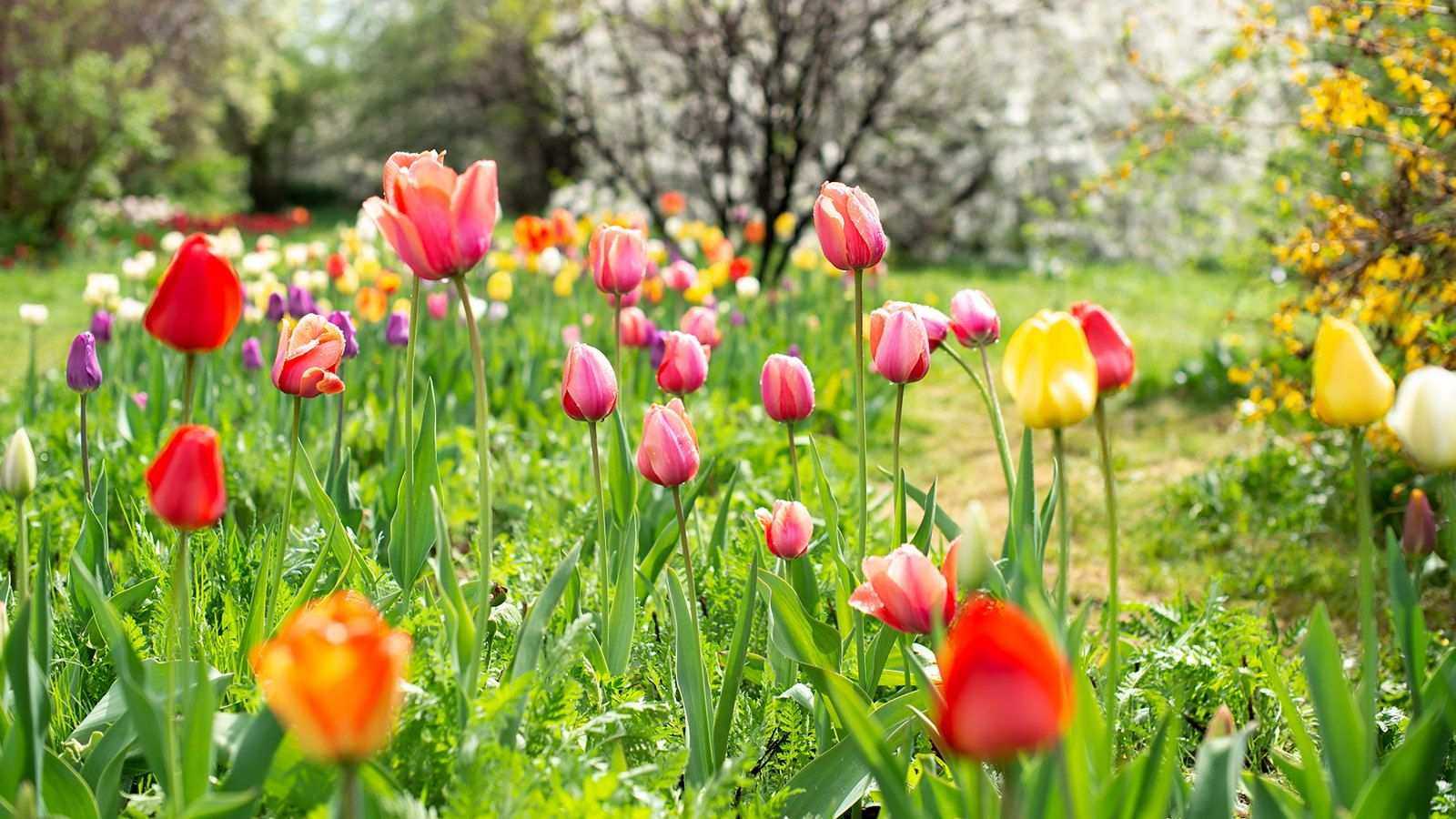 It's National Gardening Day – And These 6 Quick, Beginner-Friendly Jobs Will Fast-Track Your Spring Garden