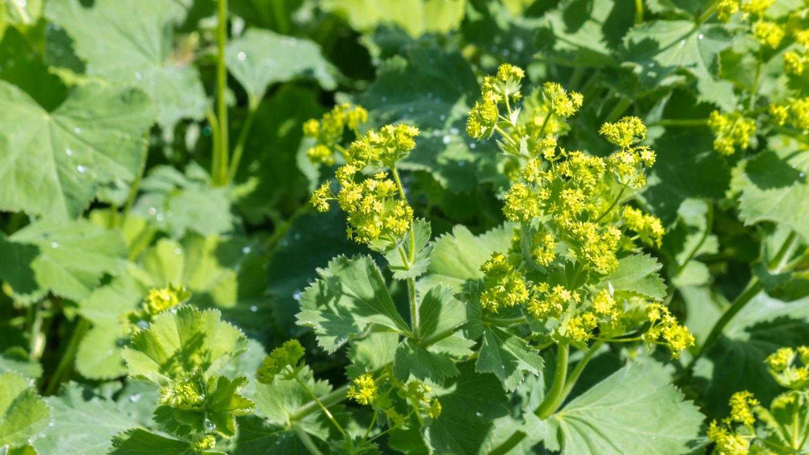 How to grow lady's mantle – for a shade-tolerant ground cover plant that will thrive in challenging borders