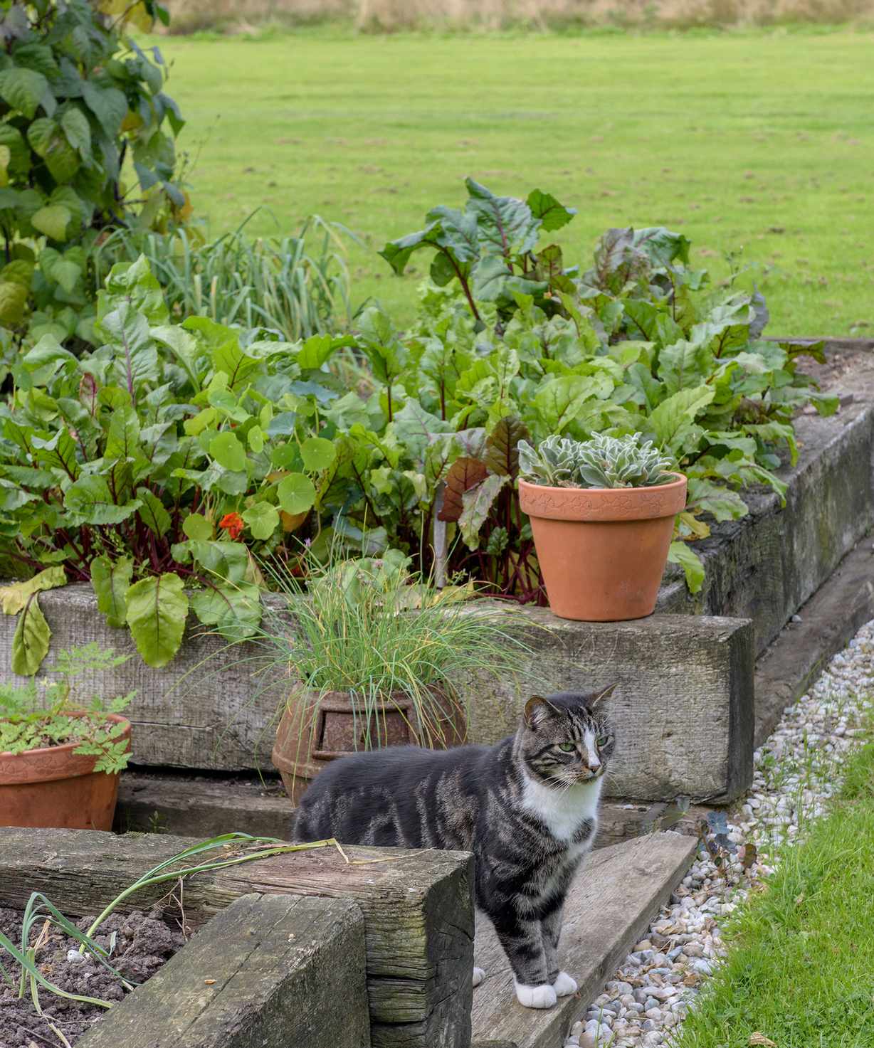 Garden edging ideas