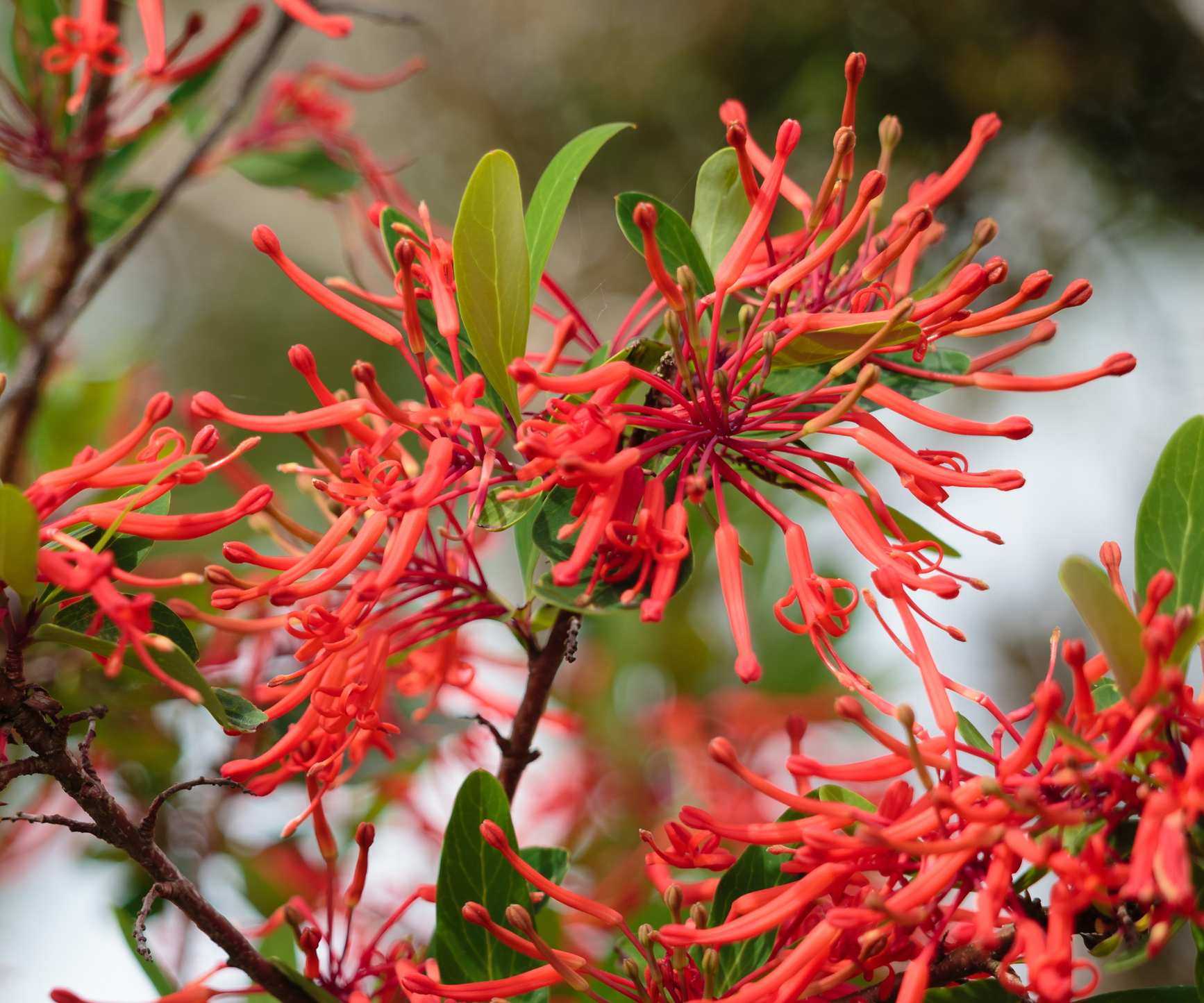 Firebush flowers in bright red