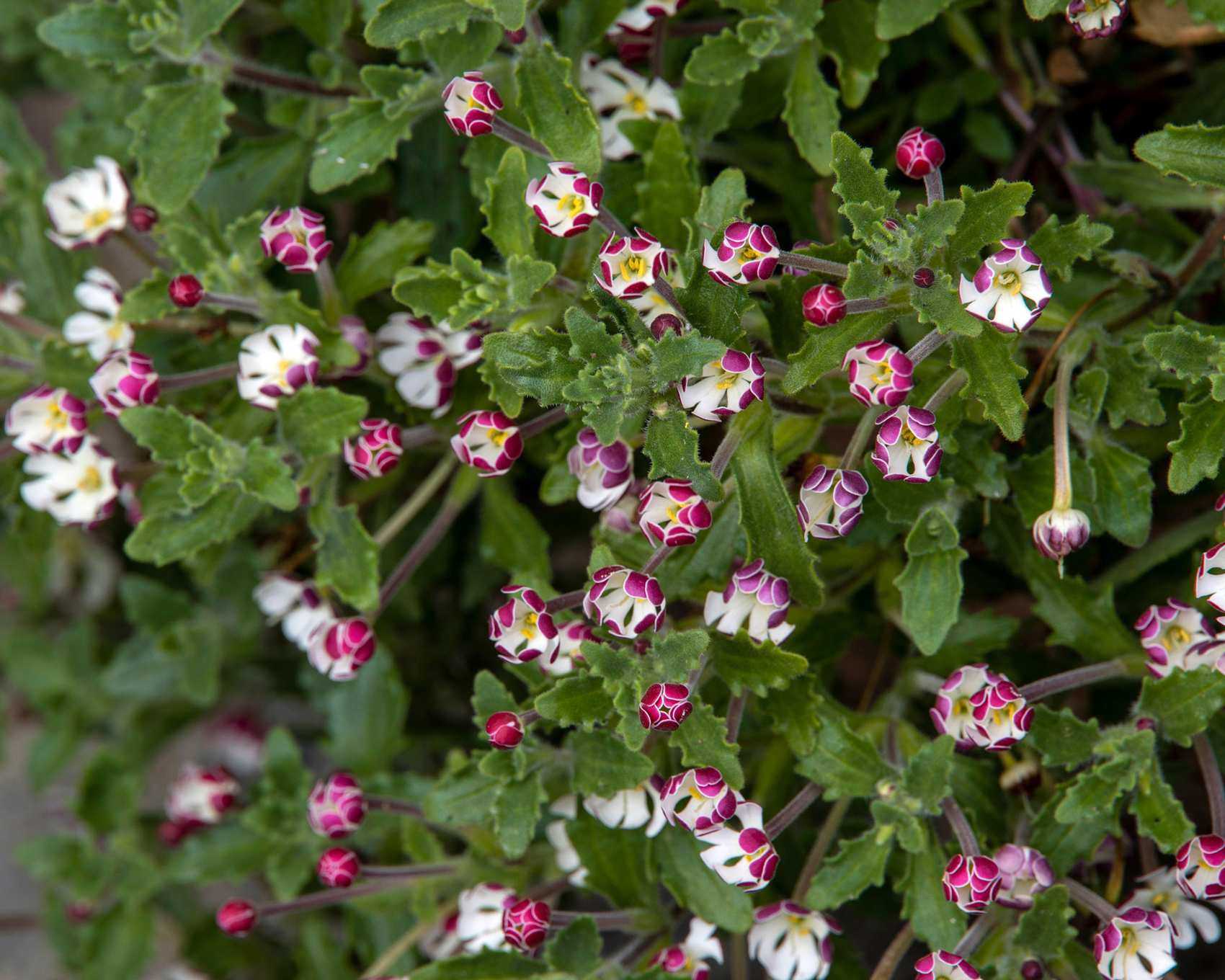 night scented phlox