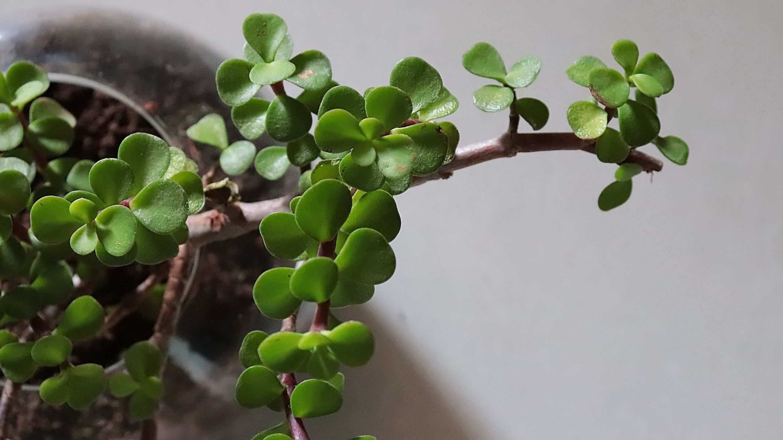 How to care for a jade plant – expert tips to make this lucky plant thrive