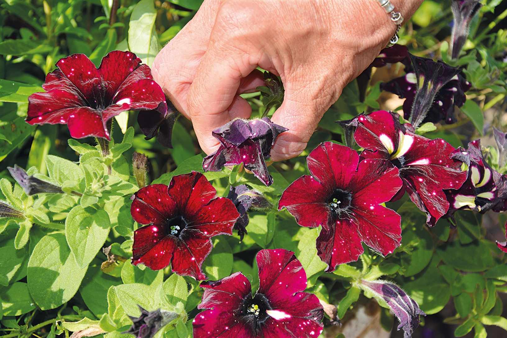 How to deadhead petunias – and how often – to increase blooms