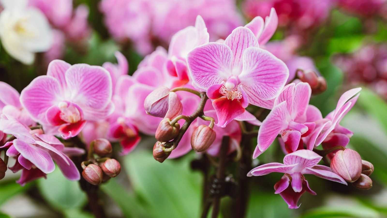 How to fertilize orchids for healthy indoor plants – and the best feeds to use