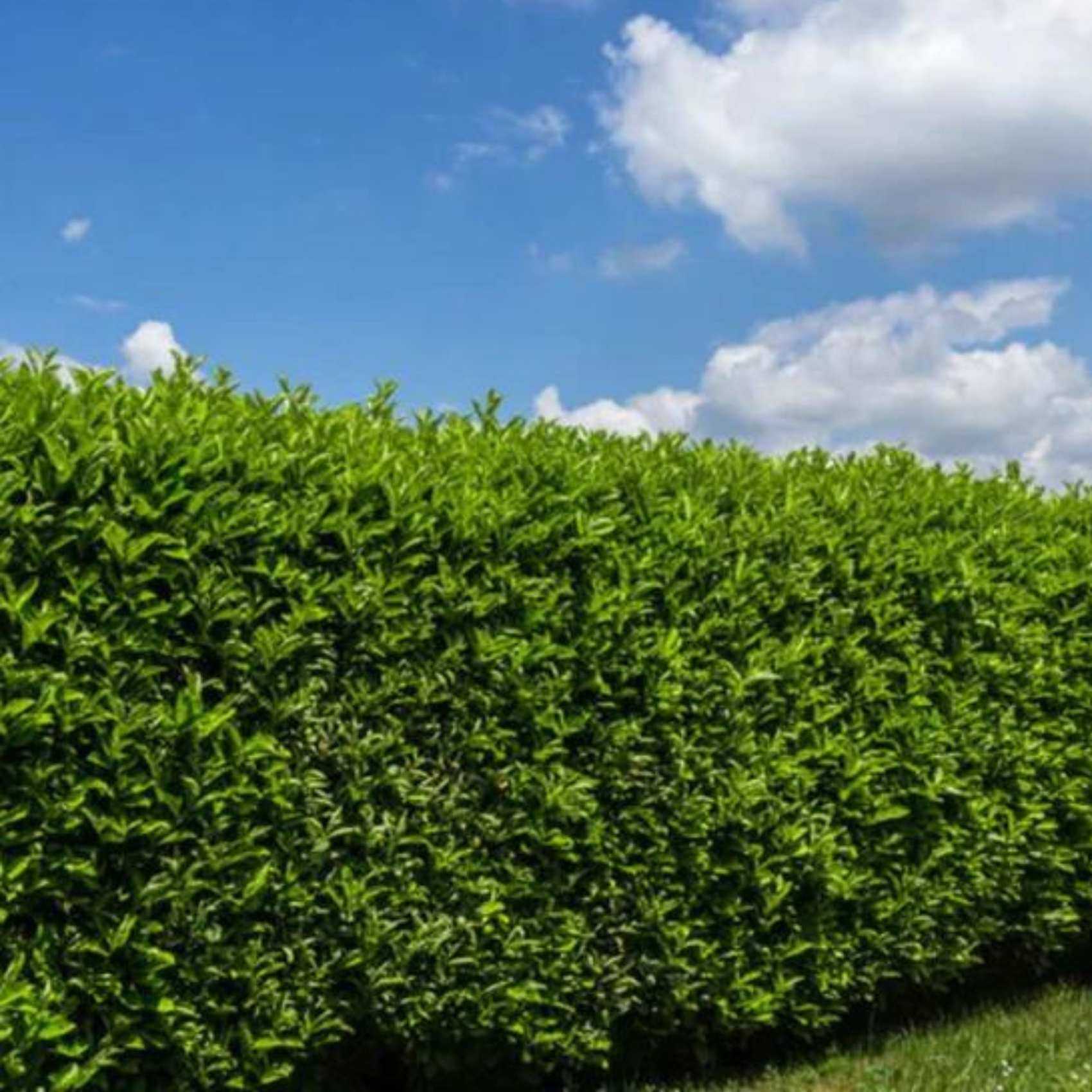 laurel shrubs