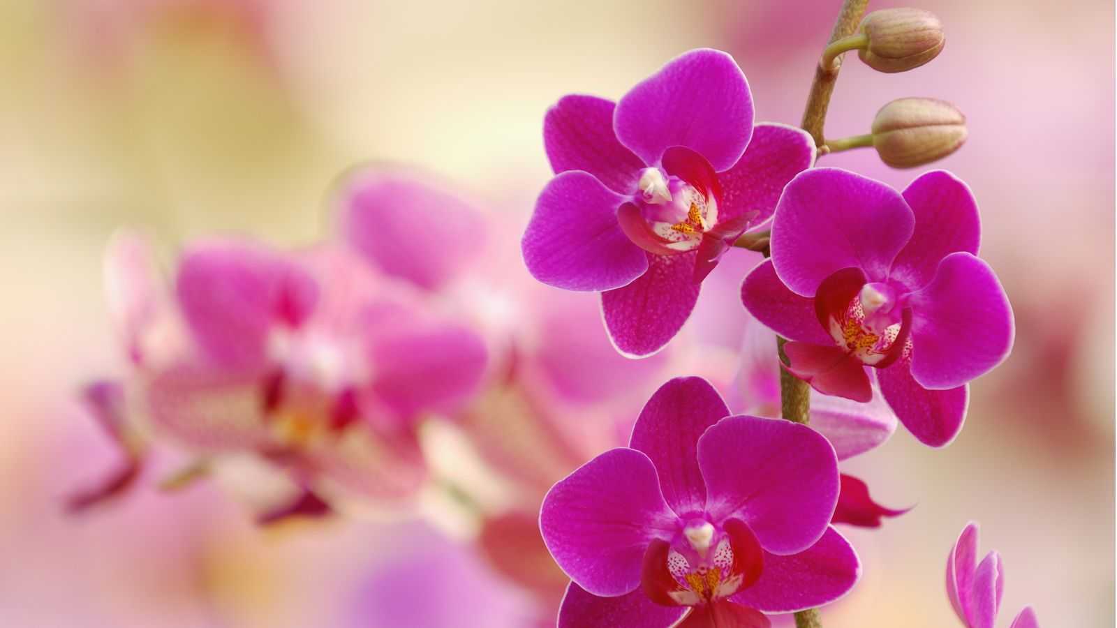 How to repot orchid aerial roots – in 5 easy steps