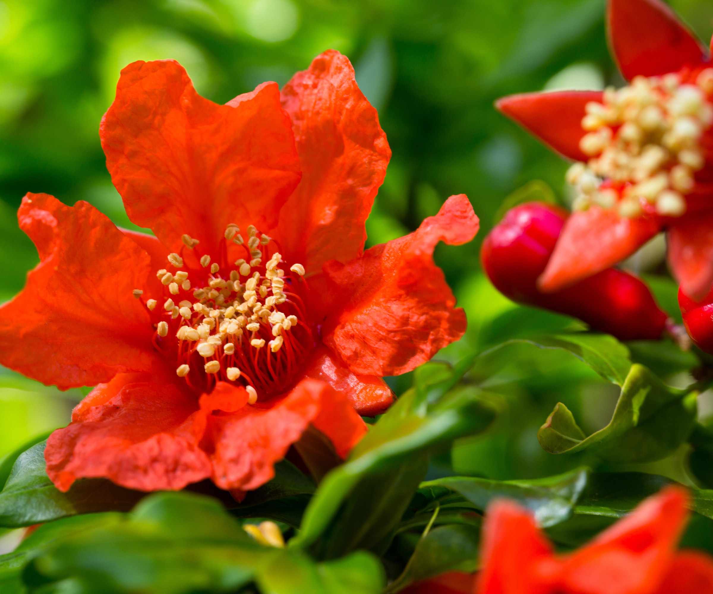pomegranates flowers blooming on shrubs in June