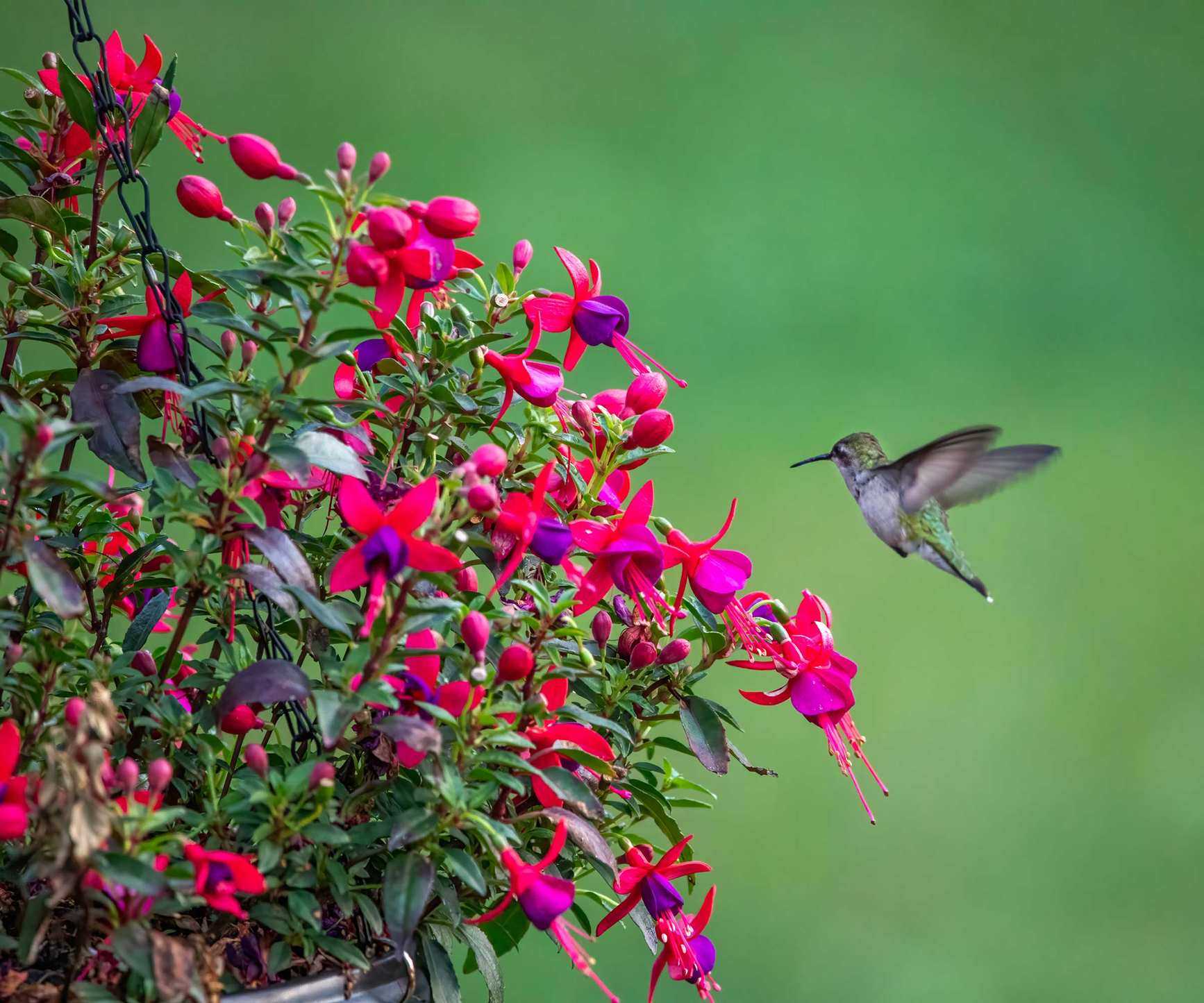 hummingbird and fuchsia flowers